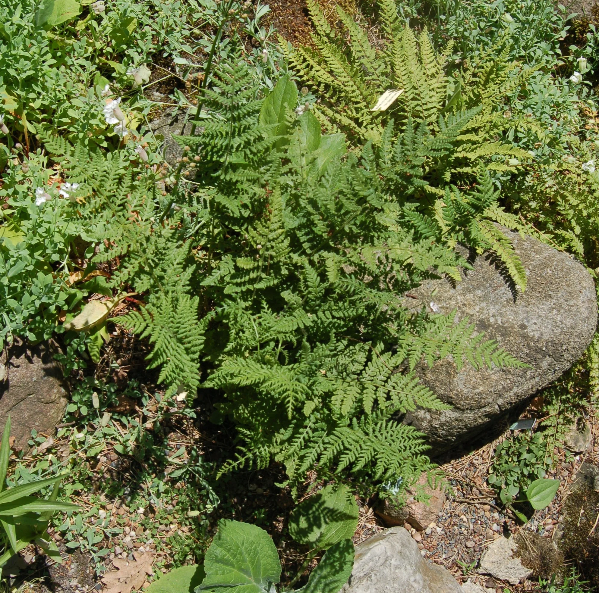 Dryopteris+dilatata+%27Recurved+Form%27+garden.jpg