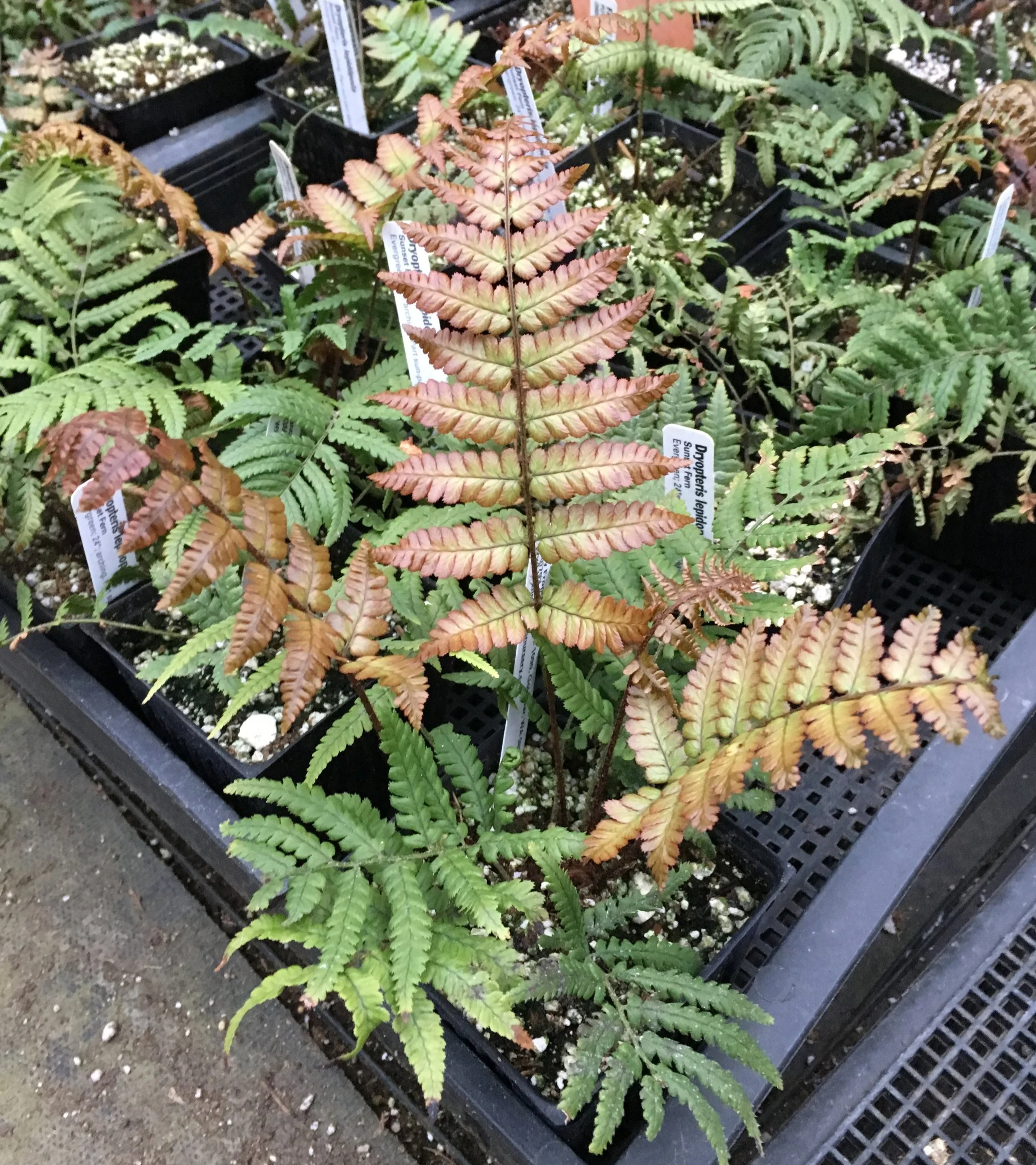 Dryopteris+lepidopoda+small.jpg