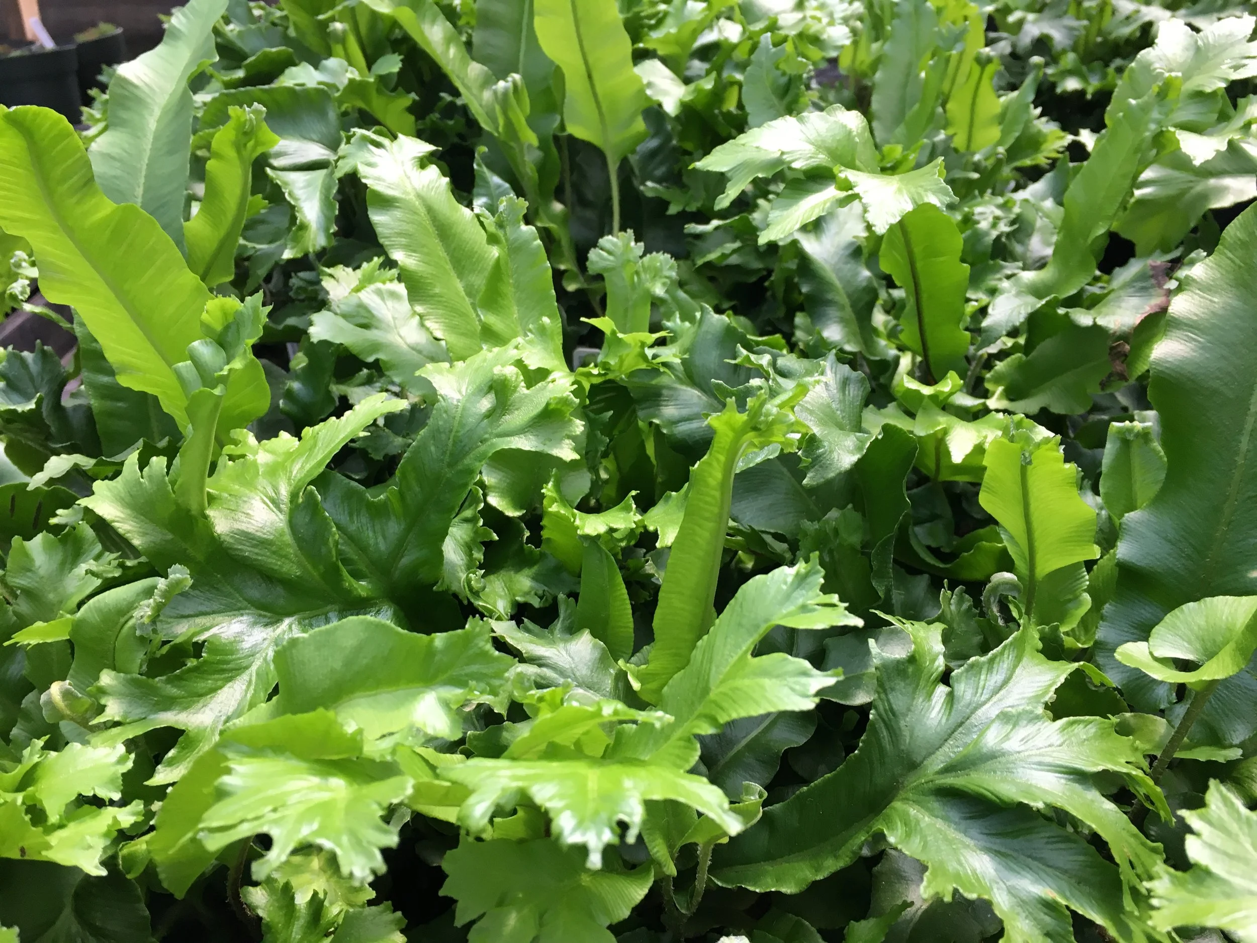 Crested Hart's Tongue Fern (Asplenium scolopendrium 'Cristatum')