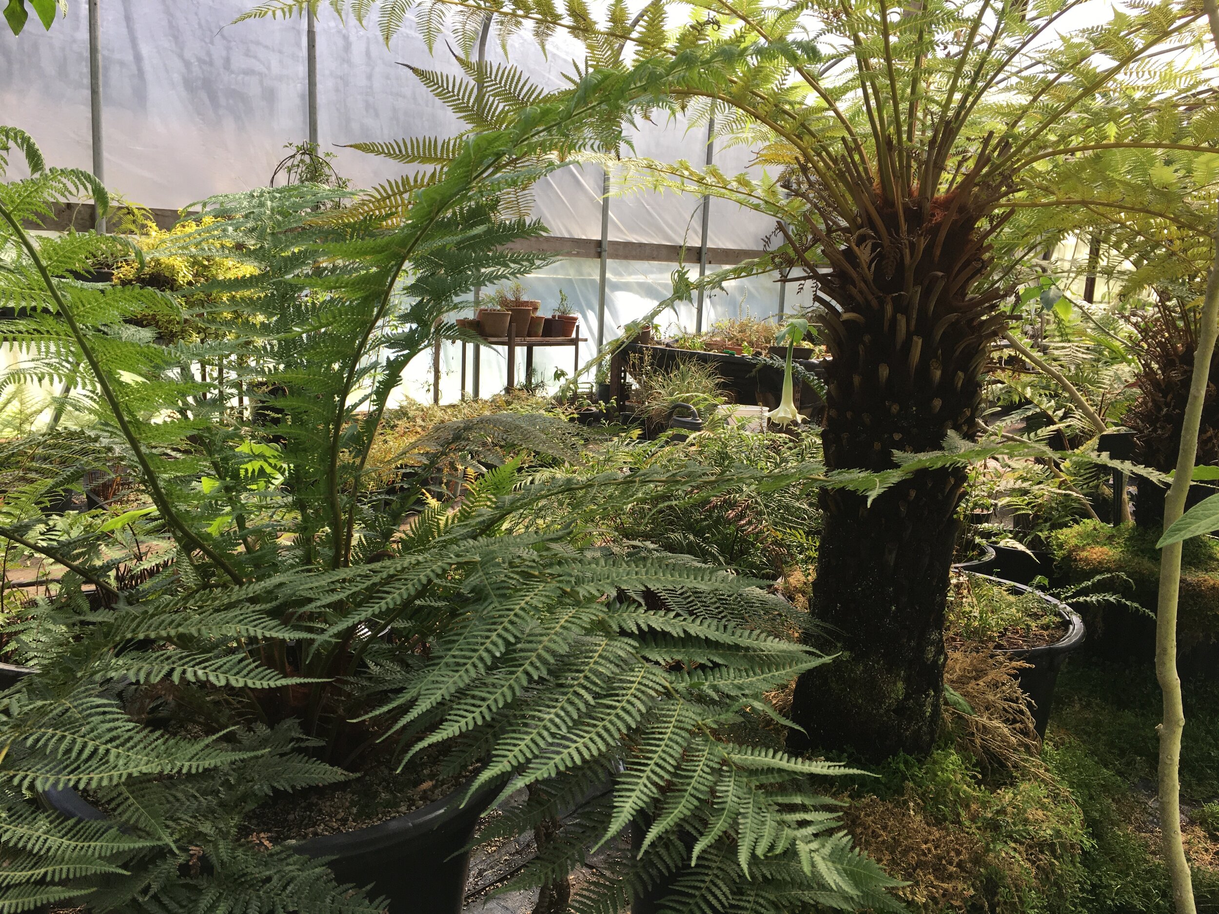 Dickonsia Antarctica Tree Fern with 15cm Trunk