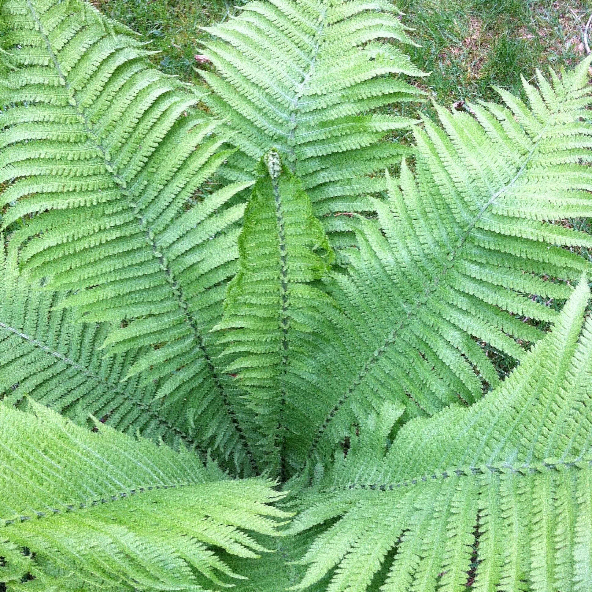 Giant Ostrich Fern (Matteucia struthiopteris 'Jumbo')