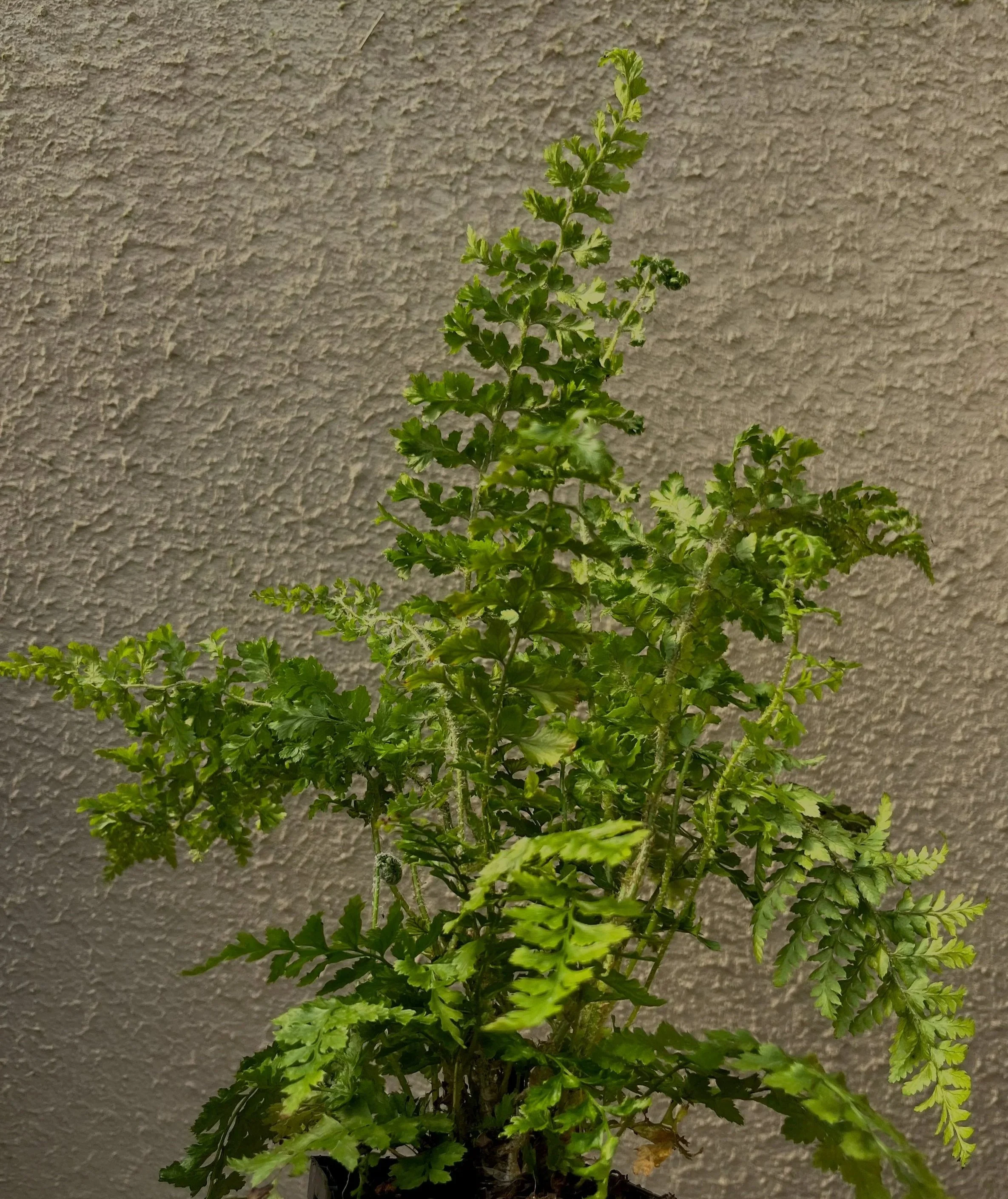 Polystichum%2Bsetiferum%2B%2527Proliferum%2BWollastonii%2527%2B%25282%2529.jpg