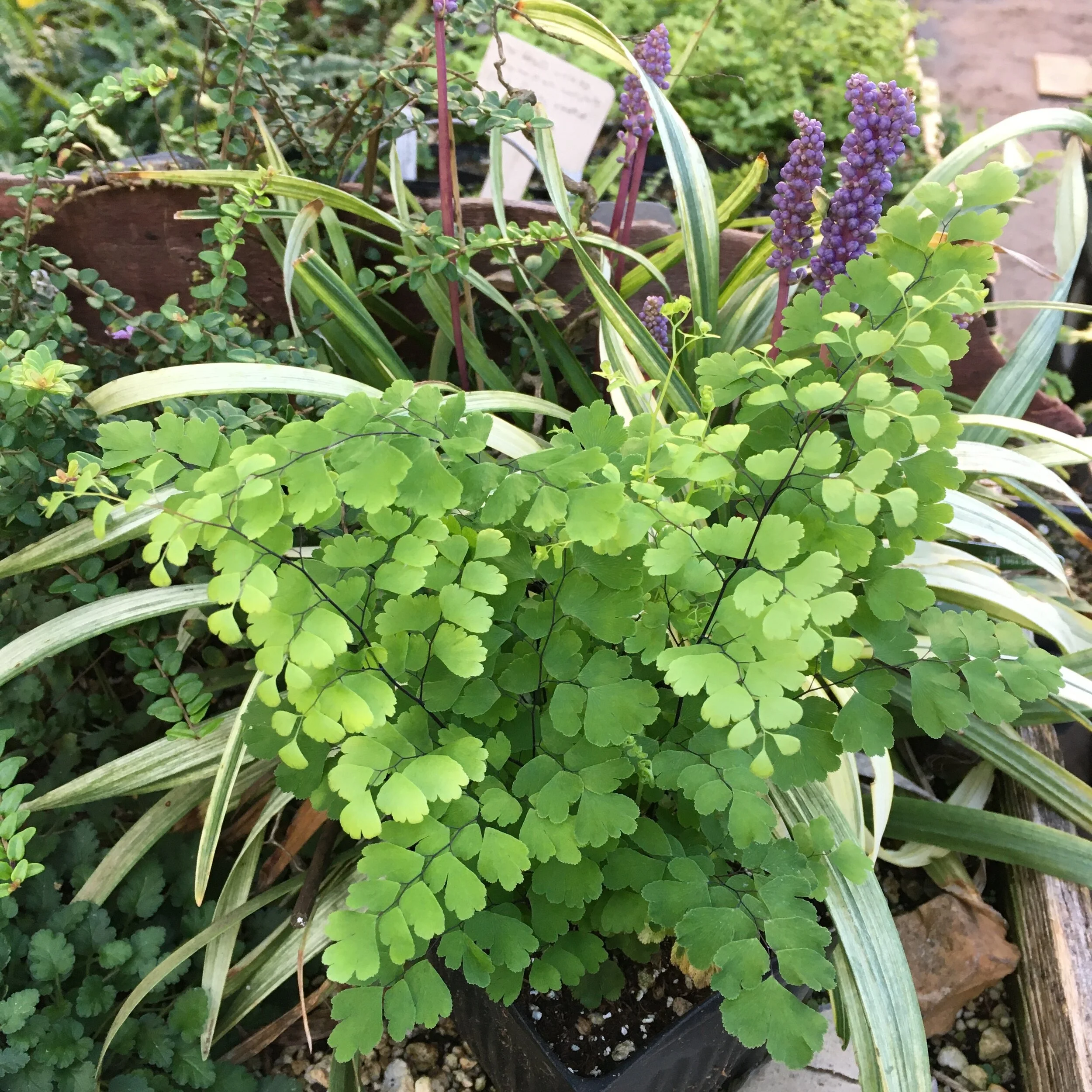 Adiantum raddianum 'Fritz Luthi' (5).JPG
