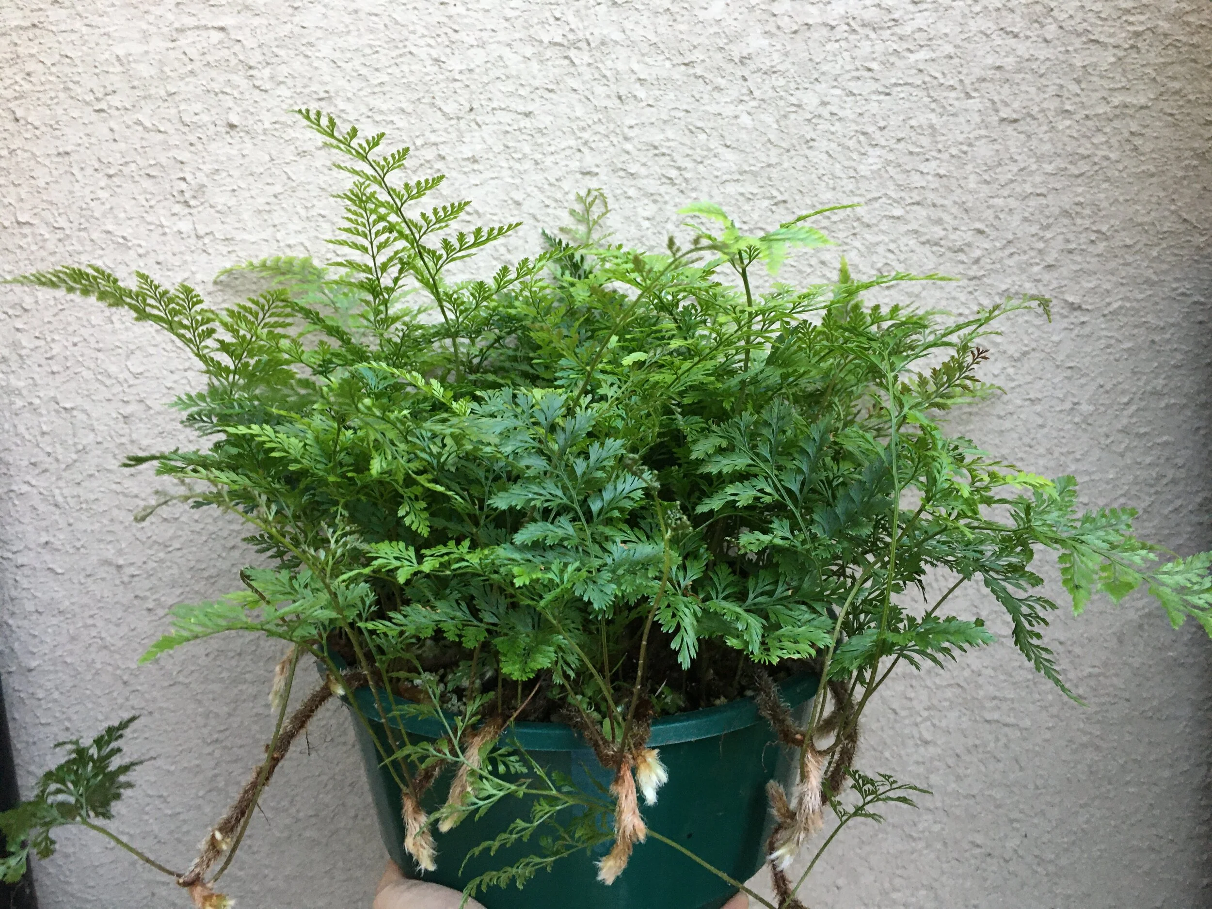 Davalia trichomanoides (3).JPG