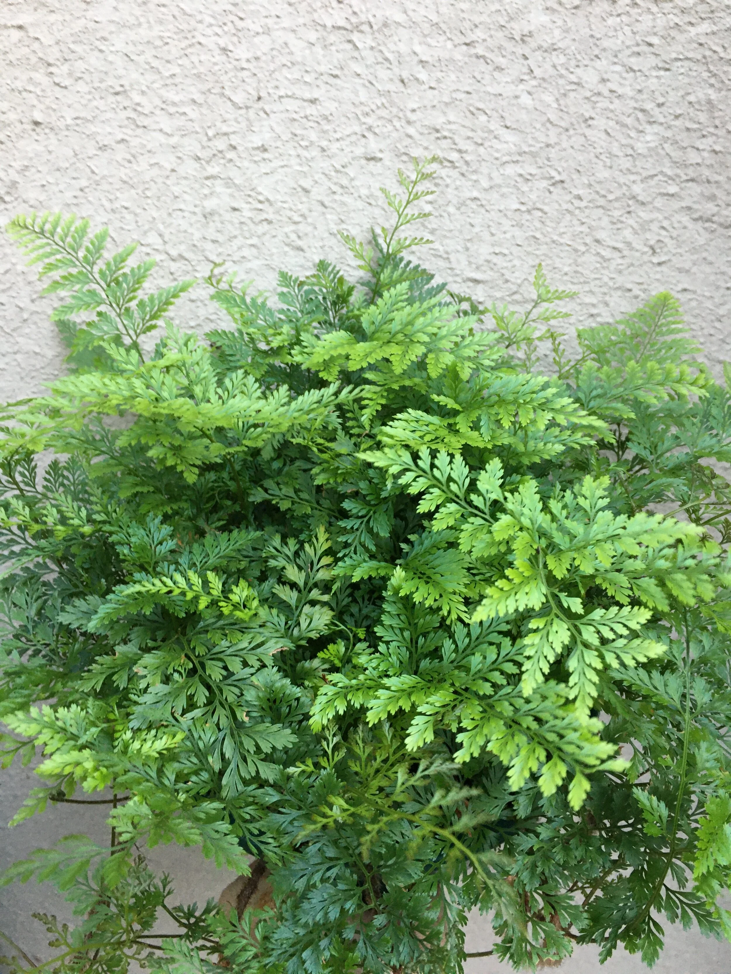 Davalia trichomanoides (4).JPG