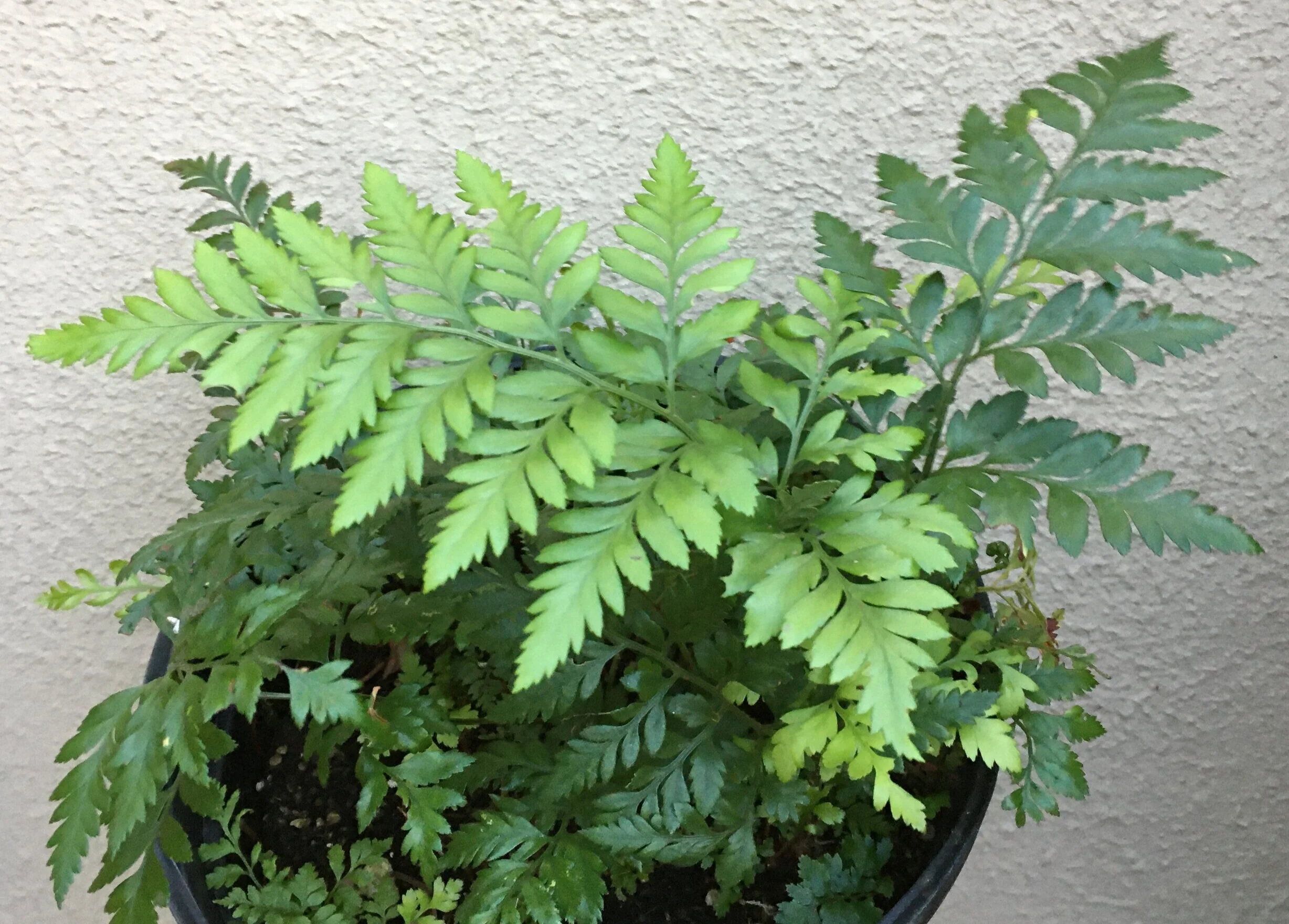 Rumohra+adiantiformis+stock+%283%29.jpg
