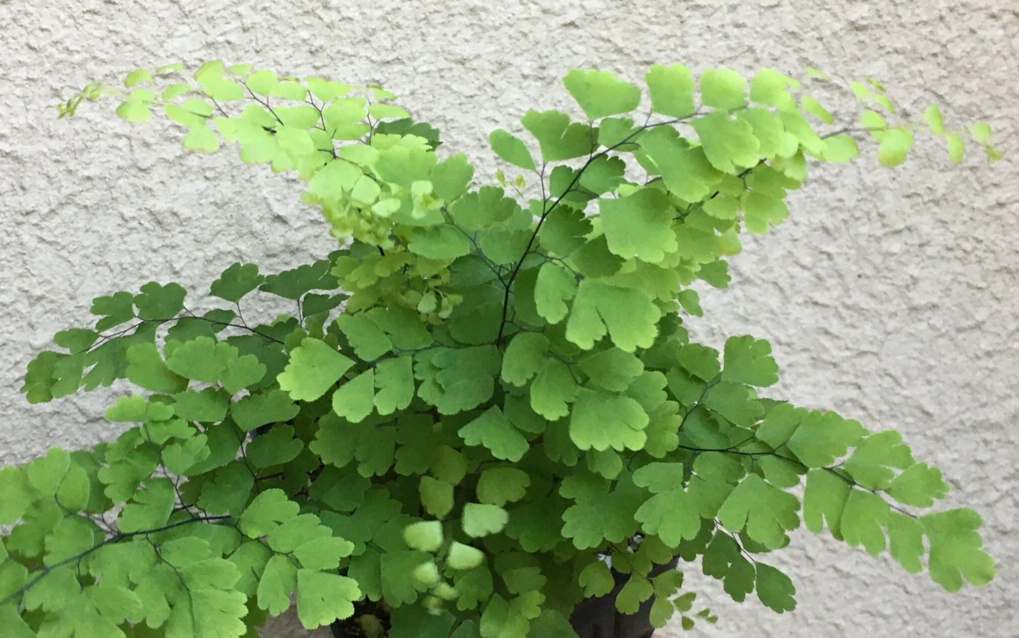 Adiantum%2Braddianum%2B%2527Fritz%2BLuthi%2527%2B%25284%2529.jpg