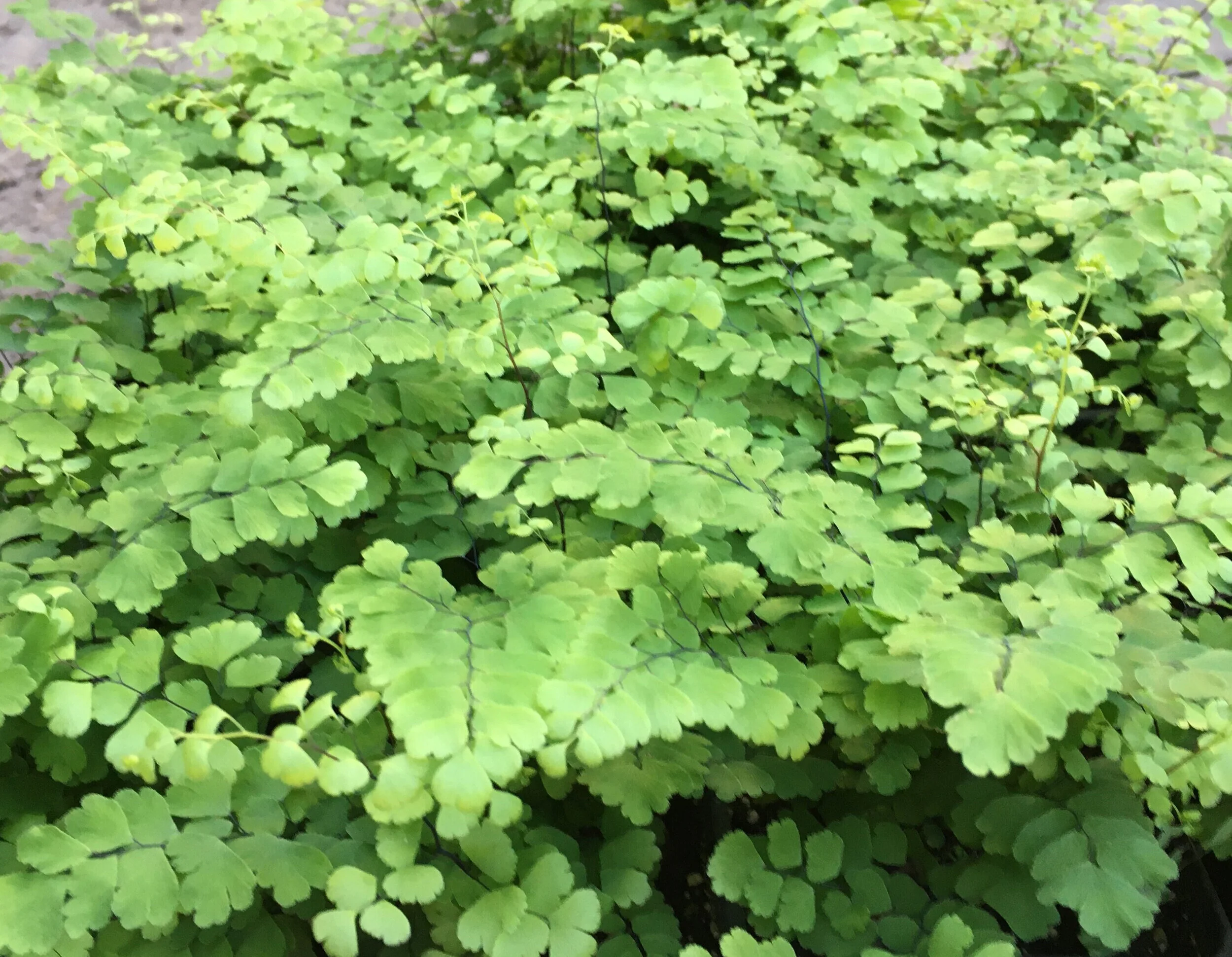 Adiantum+raddianum+%27Fritz+Luthi%27+%286%29.jpg