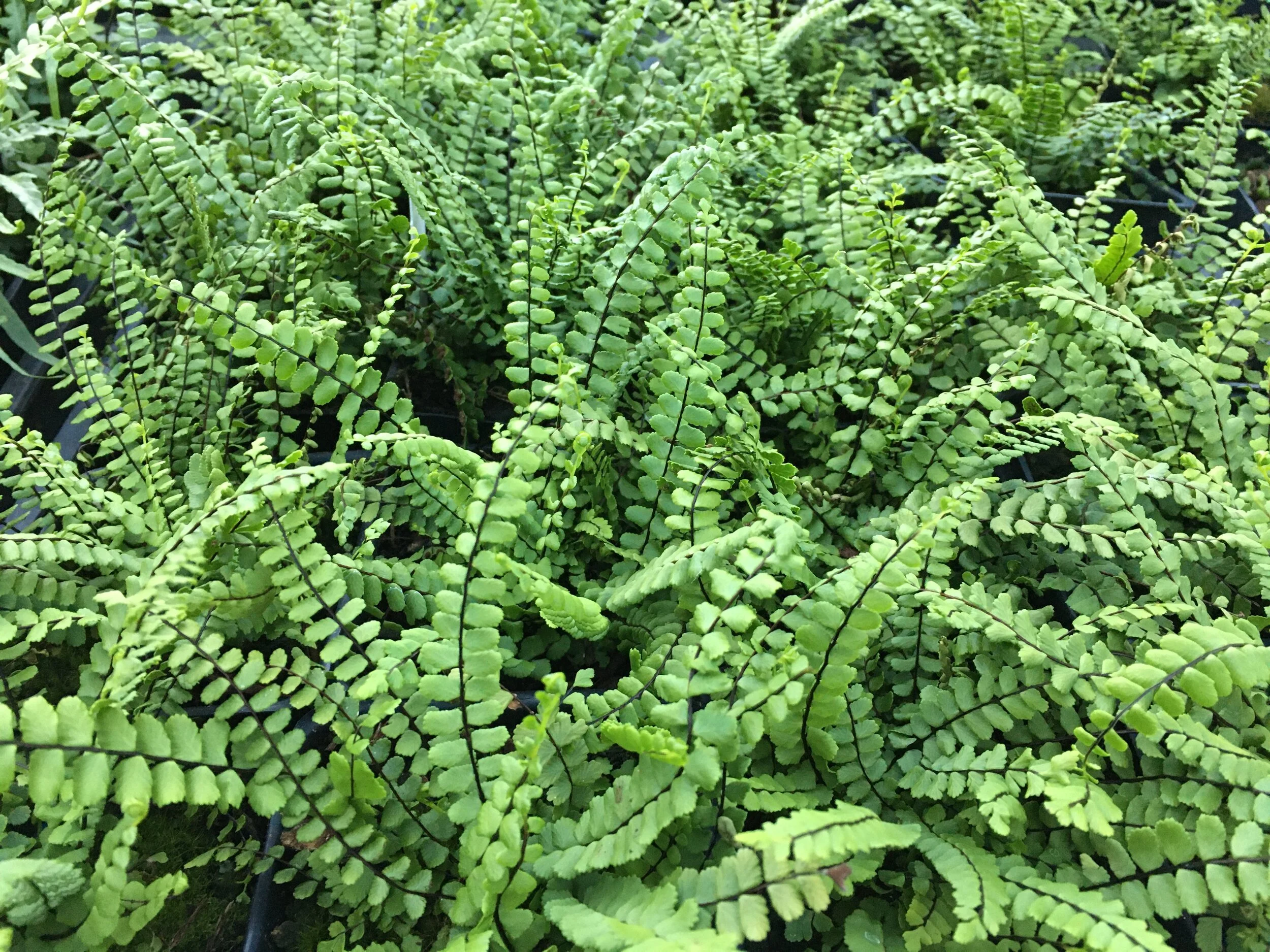 Maidenhair Spleenwort (Asplenium trichomanes subsp. trichomanes)