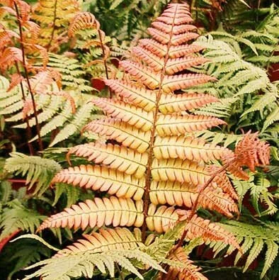 Sunset Fern (Dryopteris lepidopoda)