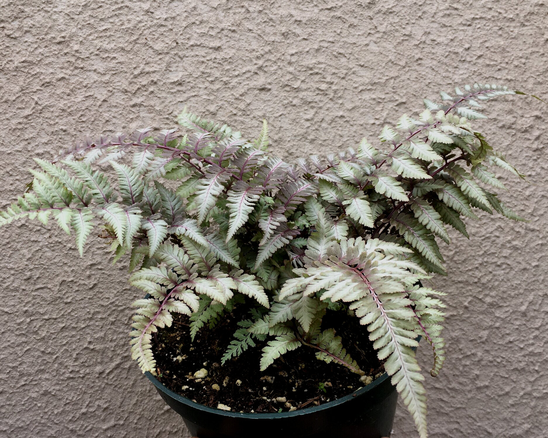 Japanese Painted Fern (Anisocampium [formerly Athyrium] niponicum 'Pictum')