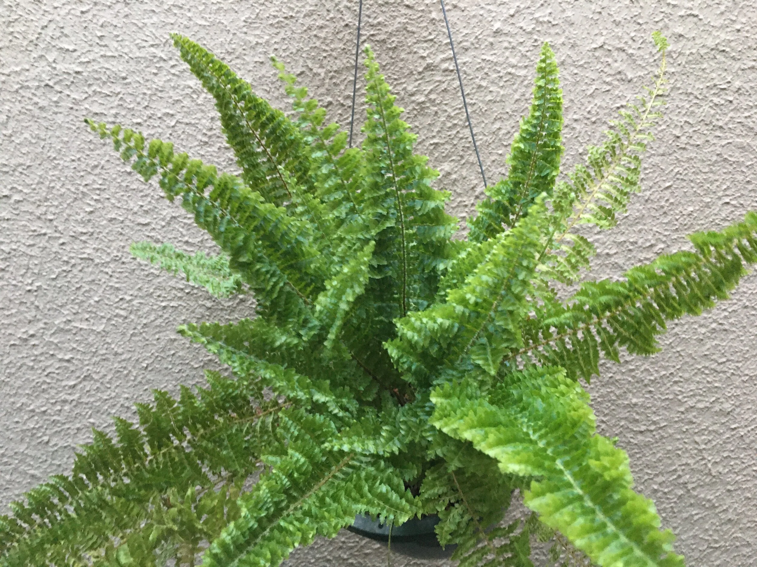 Fluffy Ruffles Boston Fern (Nephrolepis exaltata 'Fluffy Ruffles