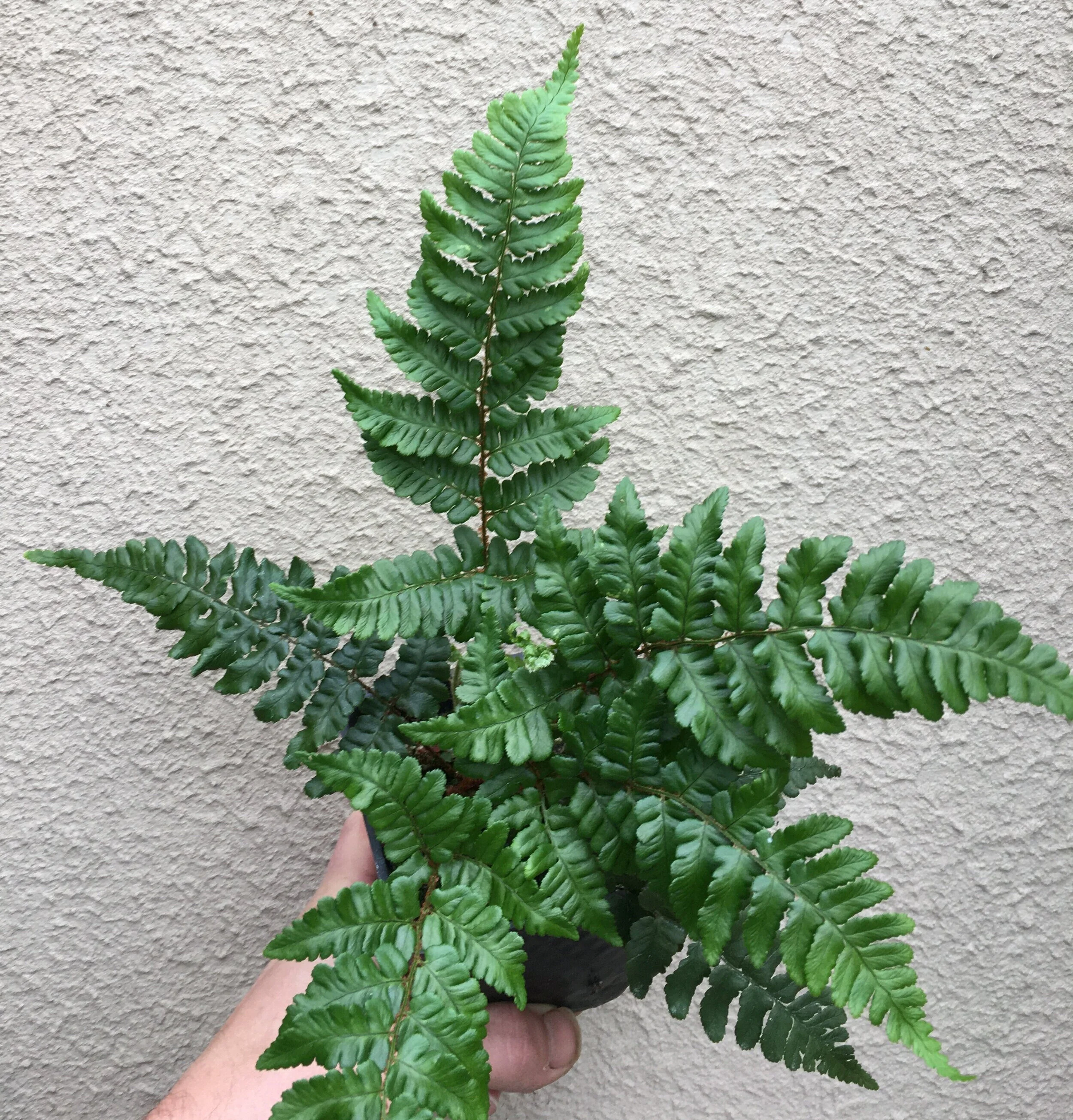 Dryopteris+championii+pot+%281%29.jpg