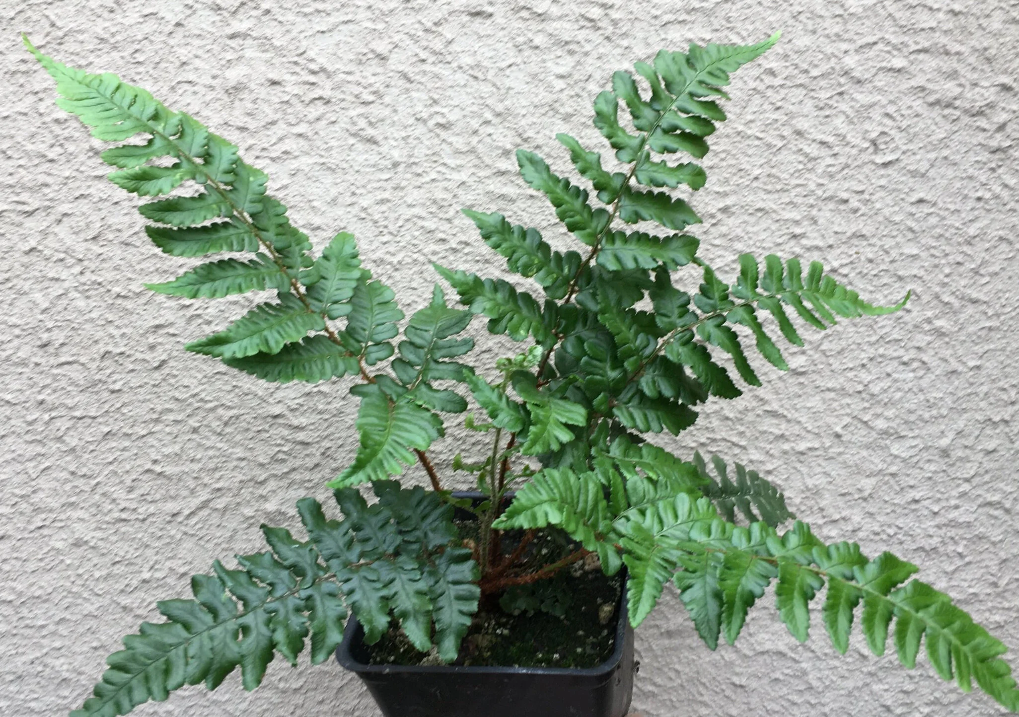 Dryopteris+championii+pot+%282%29.jpg