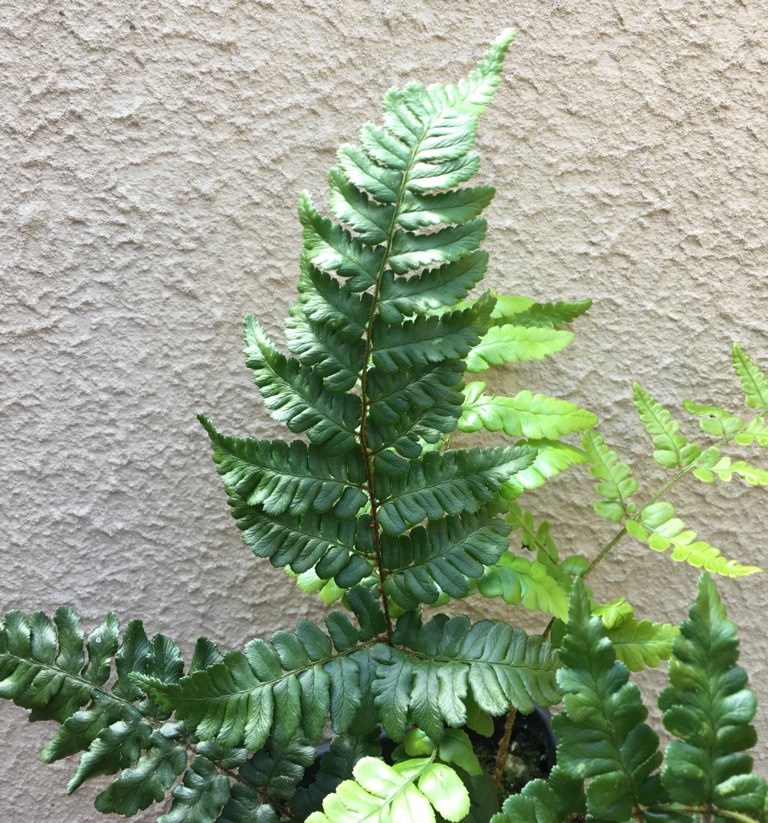 Dryopteris+championii+%284%29.jpg