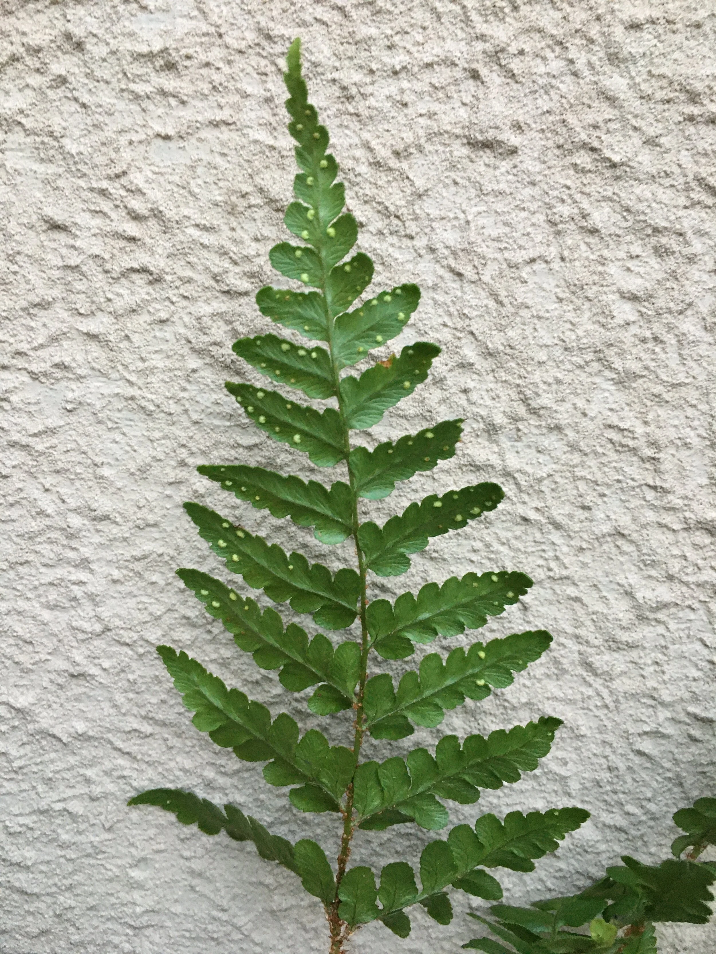 Dryopteris championii (8).JPG