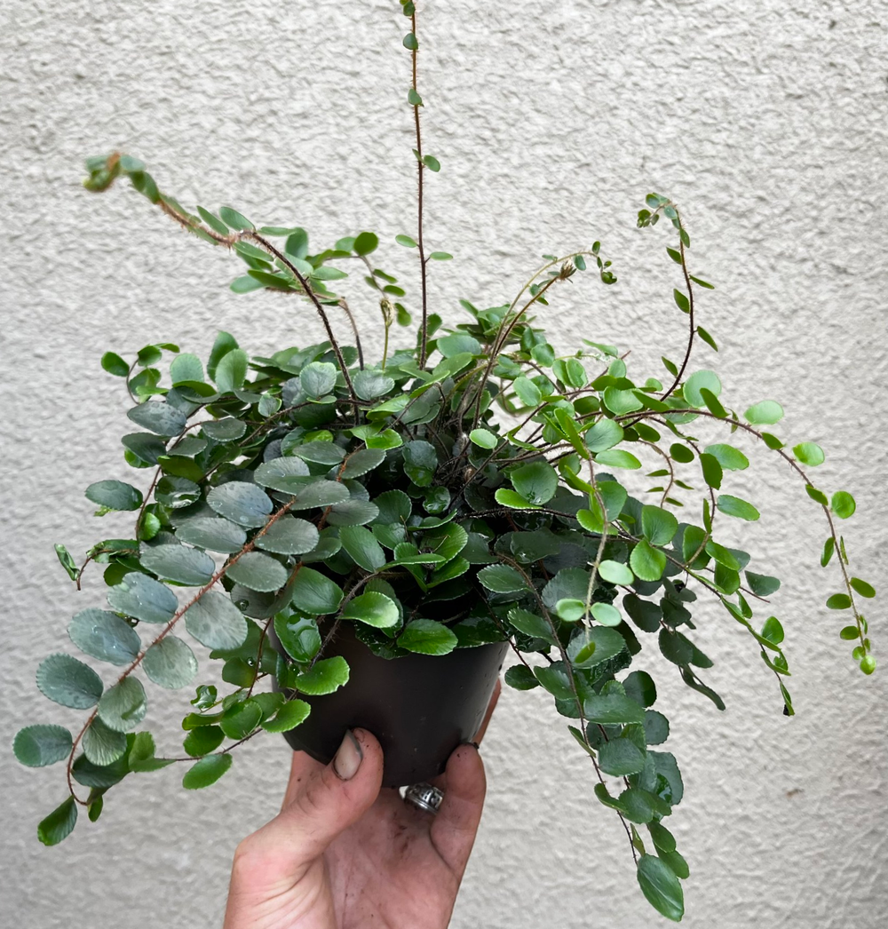 Button Fern (Pellaea rotundifolia)  Fancy Fronds Nursery