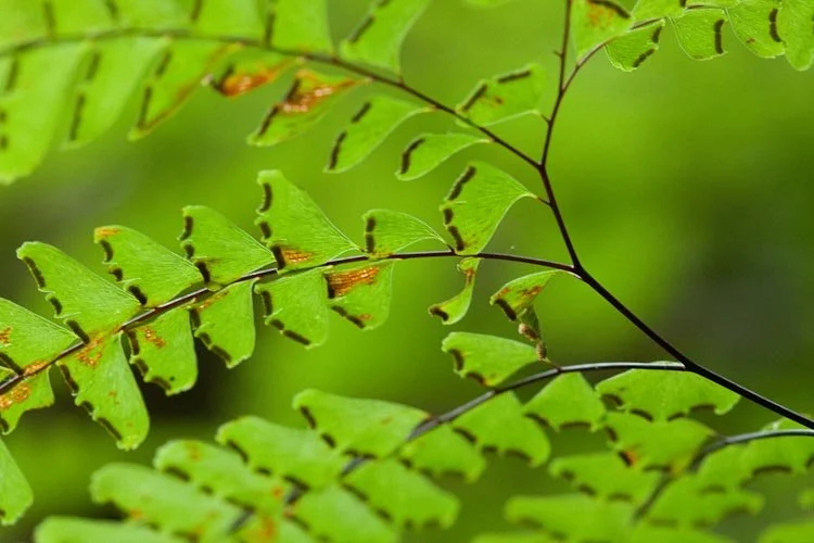 Adiantum-pedatum-ripe spores.jpg