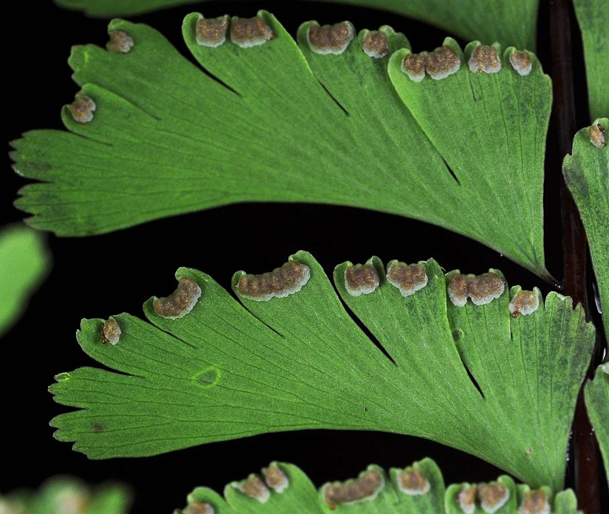 Adiantum pedatum pinnule spore ripe.jpg