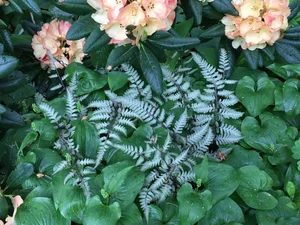 Japanese Painted Fern (Anisocampium [formerly Athyrium] niponicum 'Pictum')   Fancy Fronds Nursery