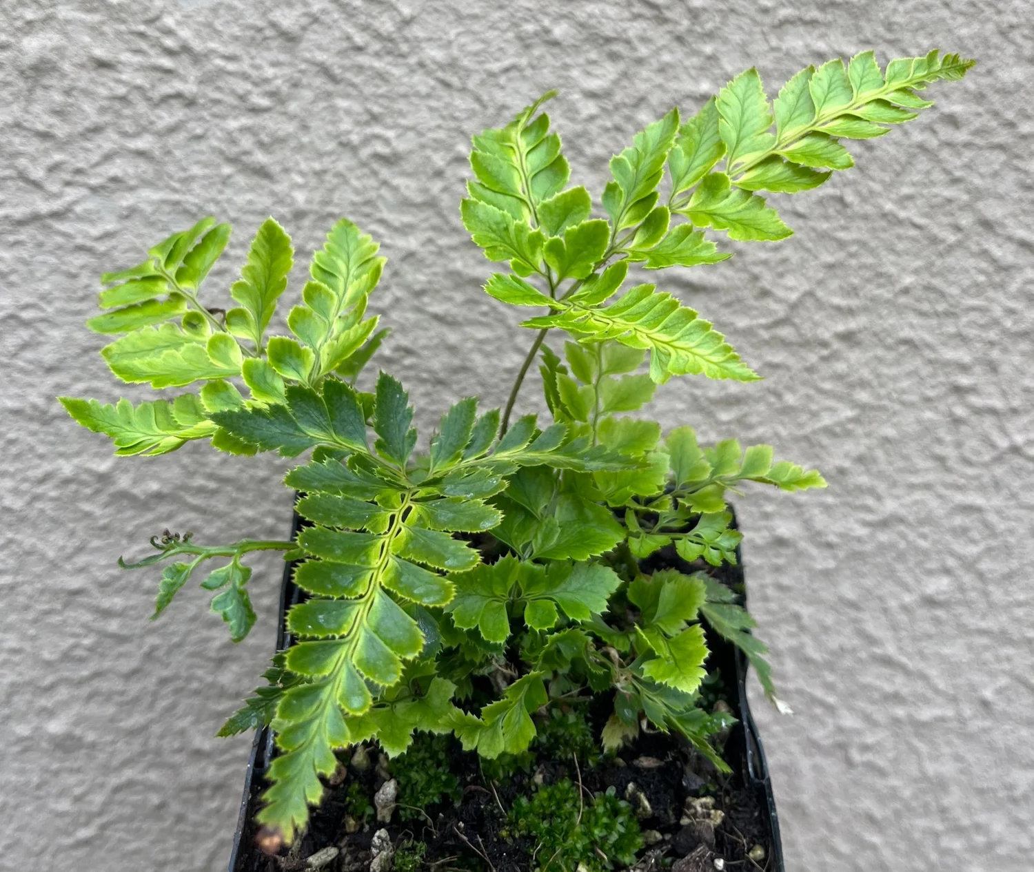 Variegted Holly Fern (Arachniodes simplicior)  Fancy Fronds Nursery