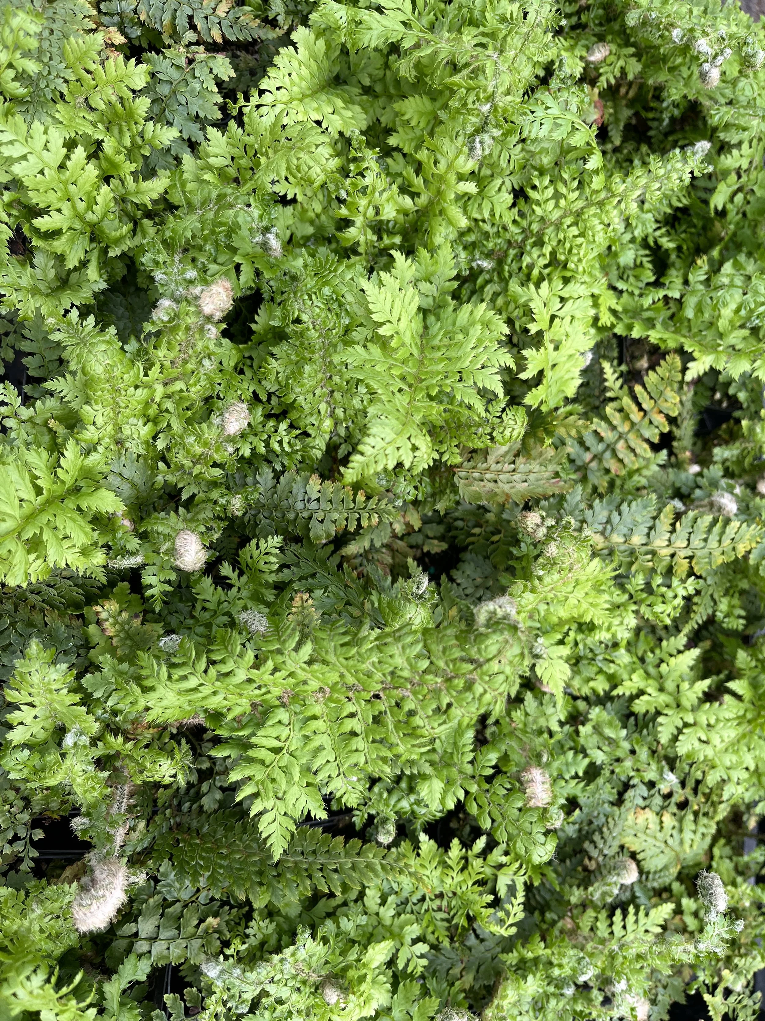 Polystichum setiferum 'Wolstonii'.JPG