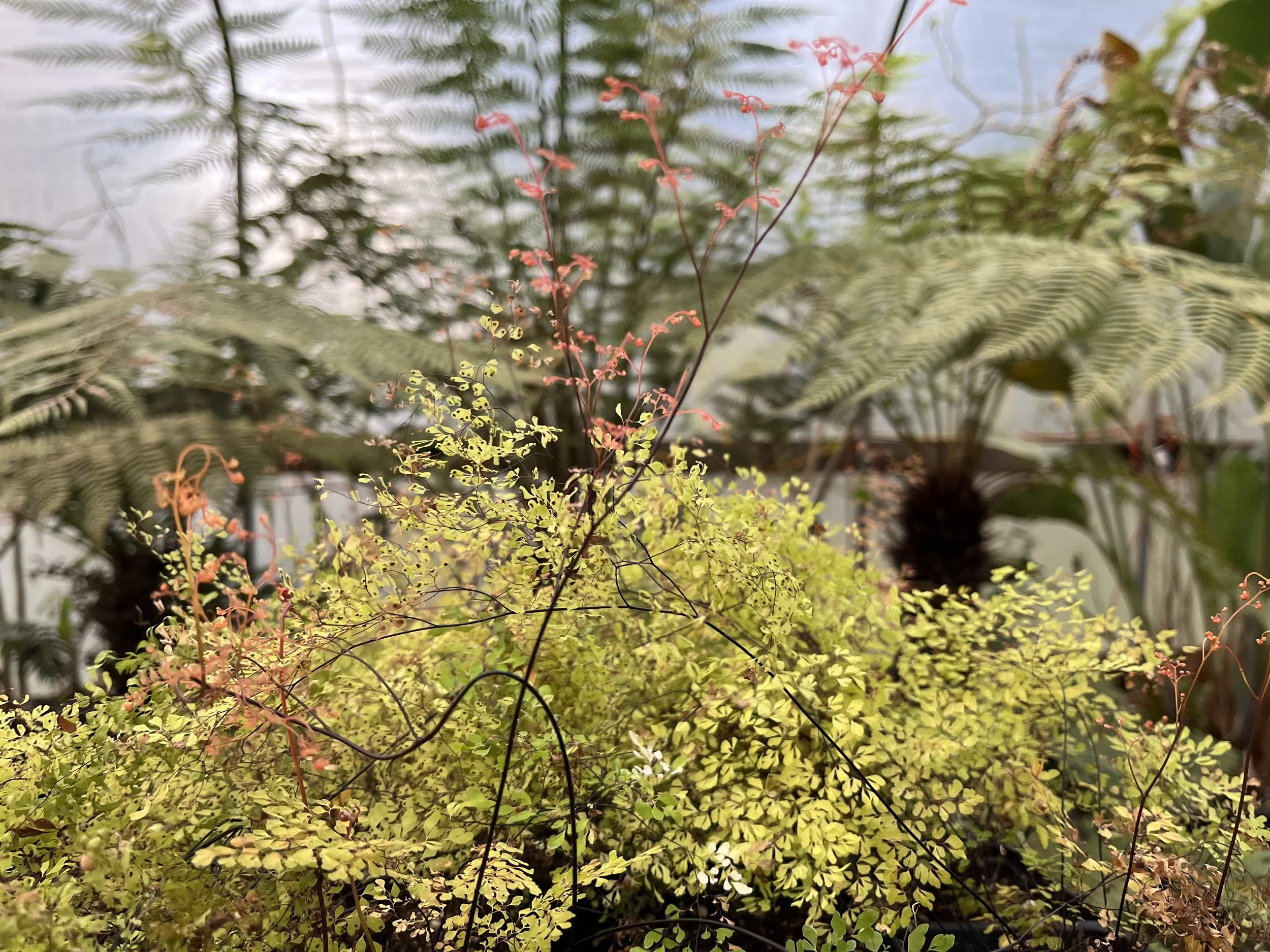 Adiantum microphyllum (2).JPG