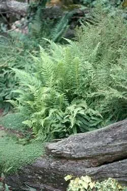 thelydecursPinata.jpg