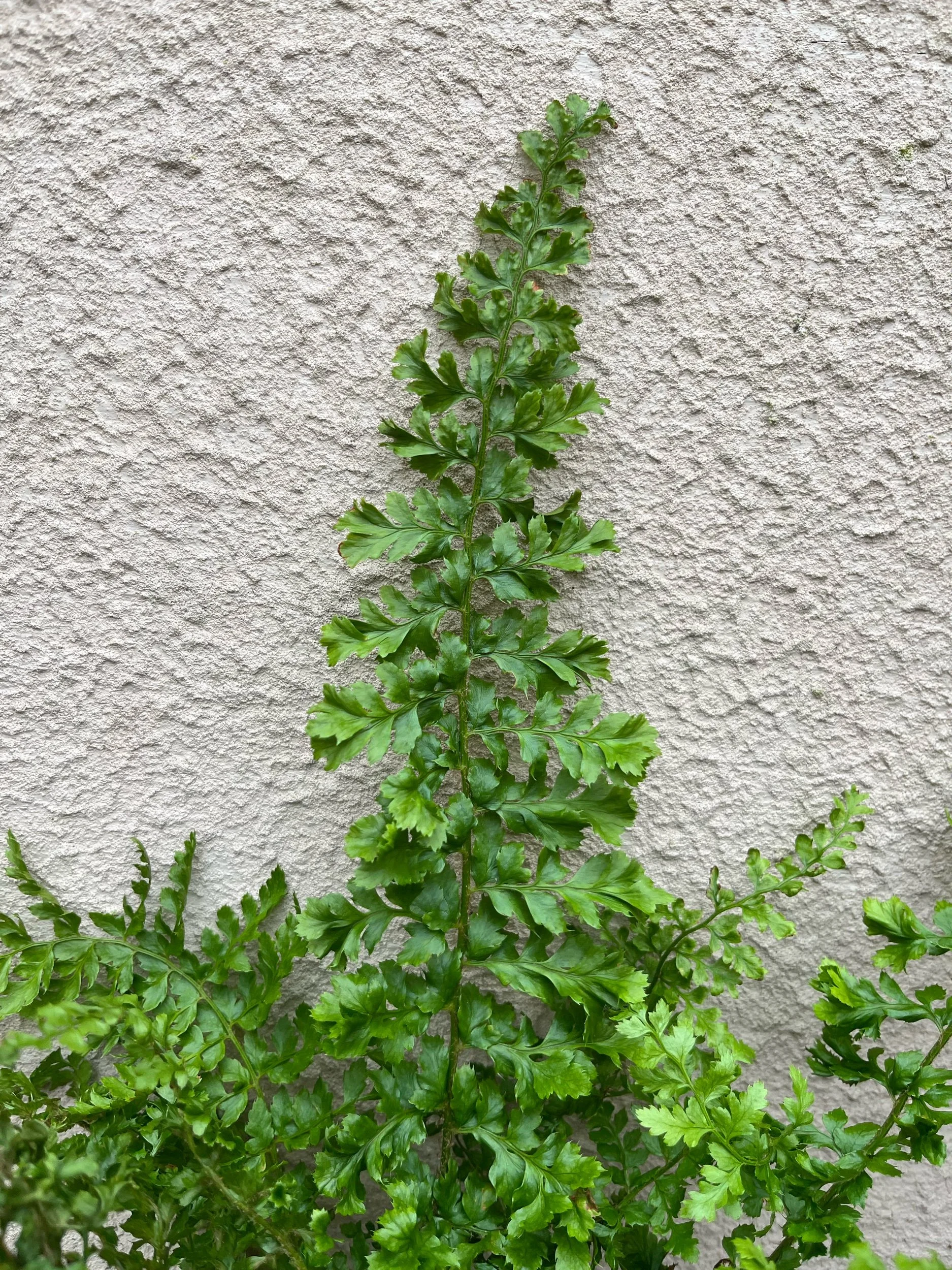 00A81846-42C0-43C7-8ACF-99679780AD27.jpeg