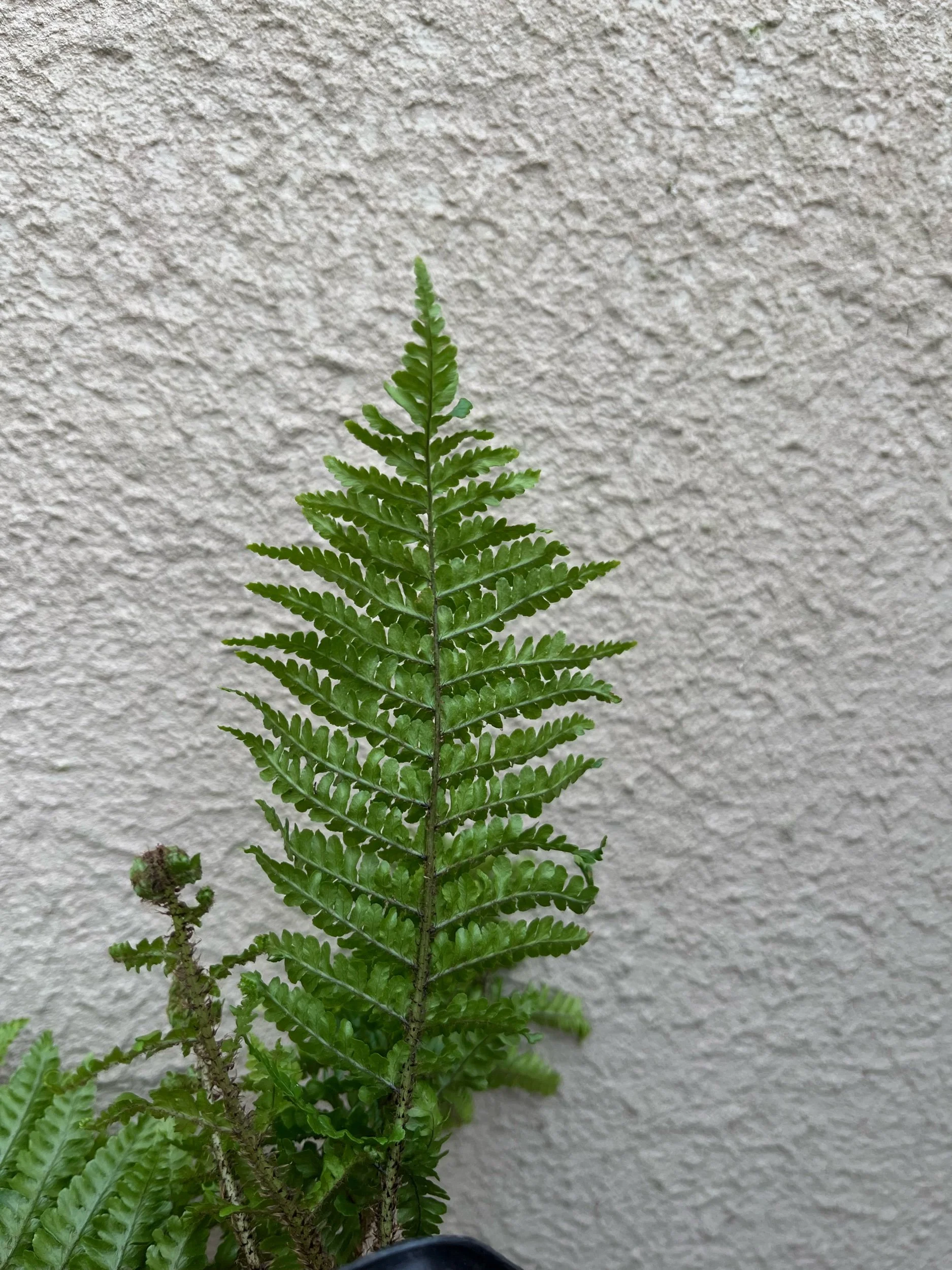 0A804774-2C35-4617-BC04-B1EDD401B47F.jpeg