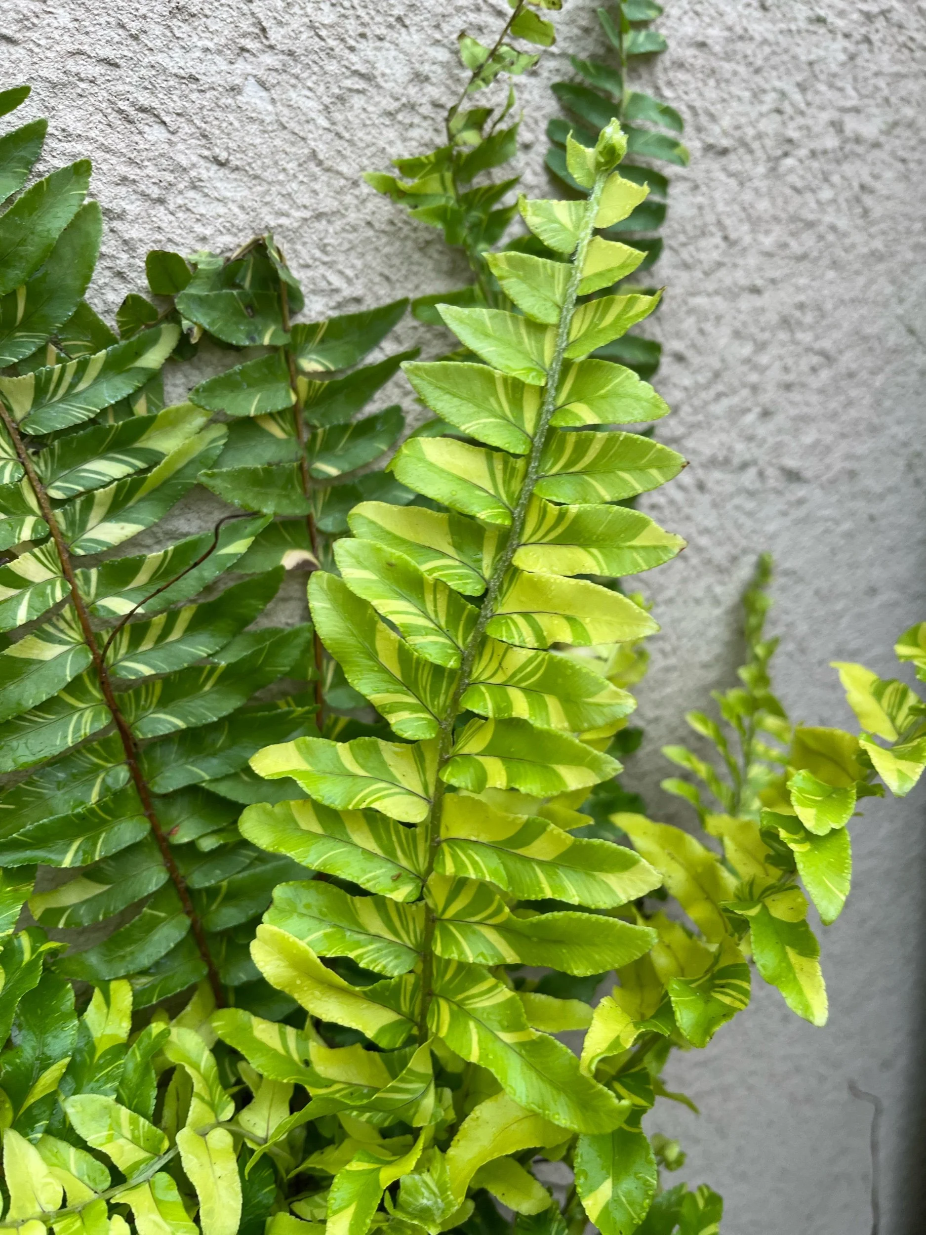 B084072A-AE7F-4819-9970-D080E1EA3E8D.jpeg