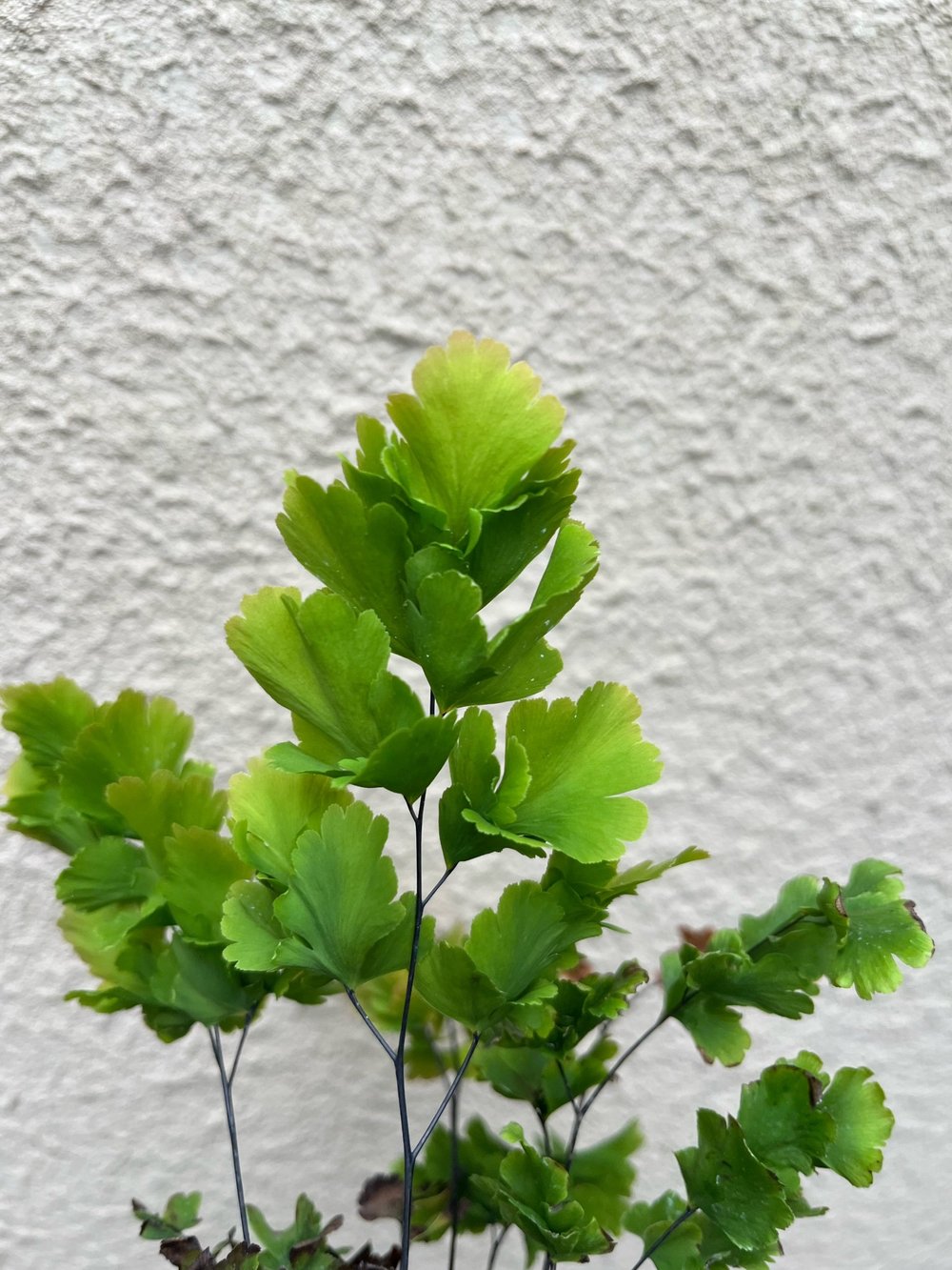 Bicolor Maidenhair Fern (Adiantum tenerum 'Bicolor')  Fancy Fronds Nursery