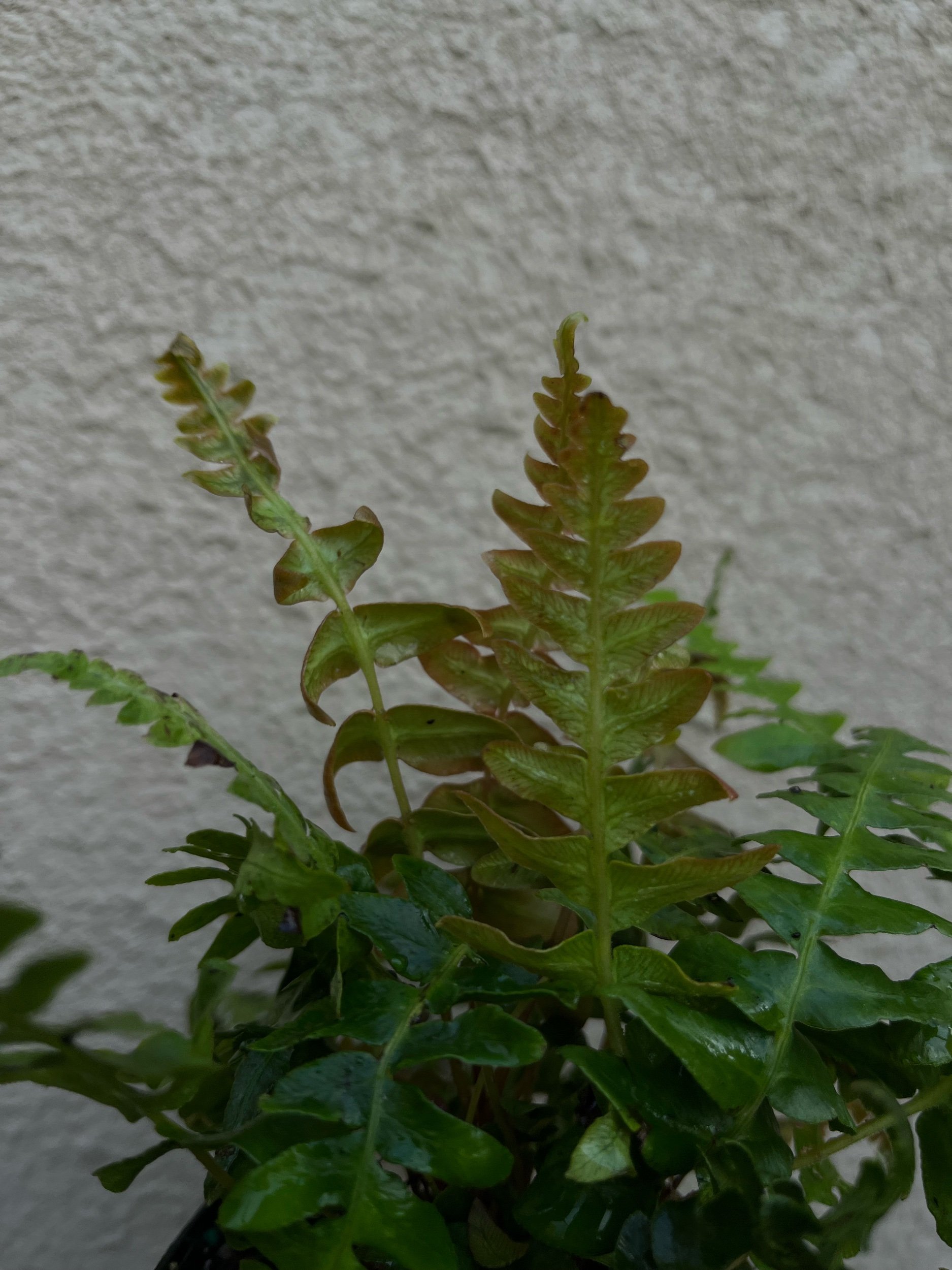 32FFE38D-D645-453F-AC7F-B03A8EDBC255.jpeg