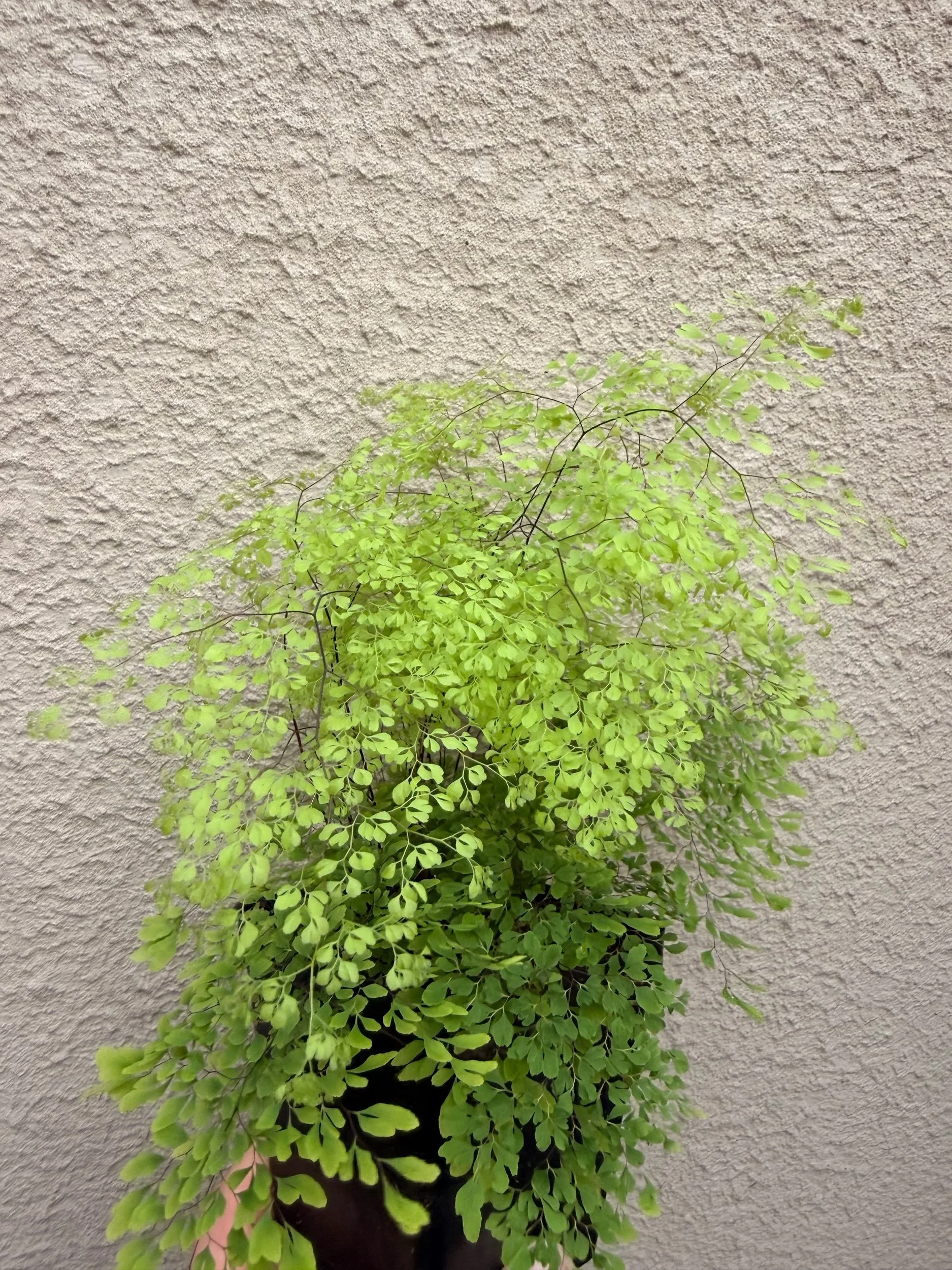 C5999A0C-8D28-4FF1-8E76-57B5A3DBCA2F.jpeg