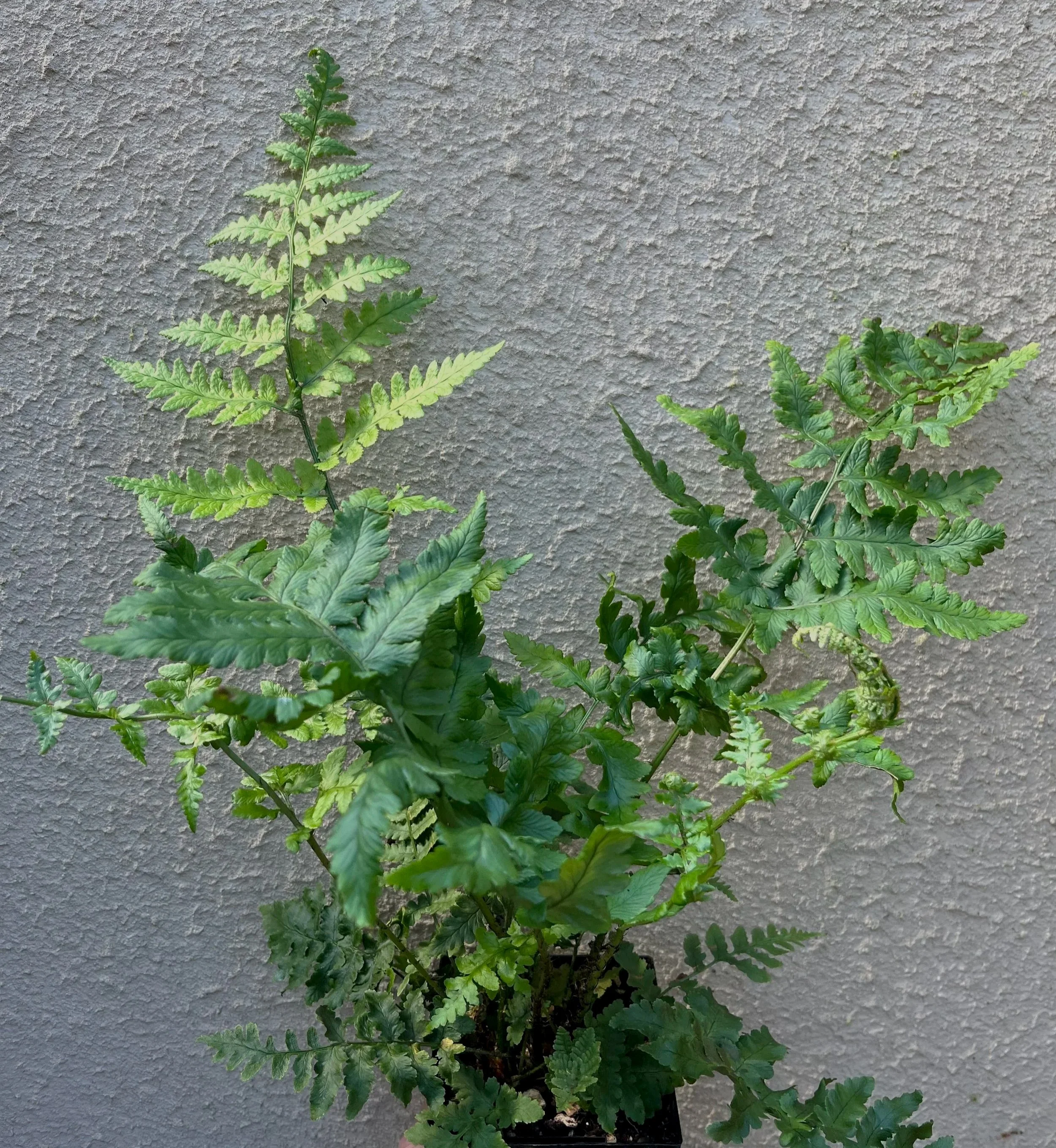 Dryopteris pulcherrima at Fancy Fronds.jpg