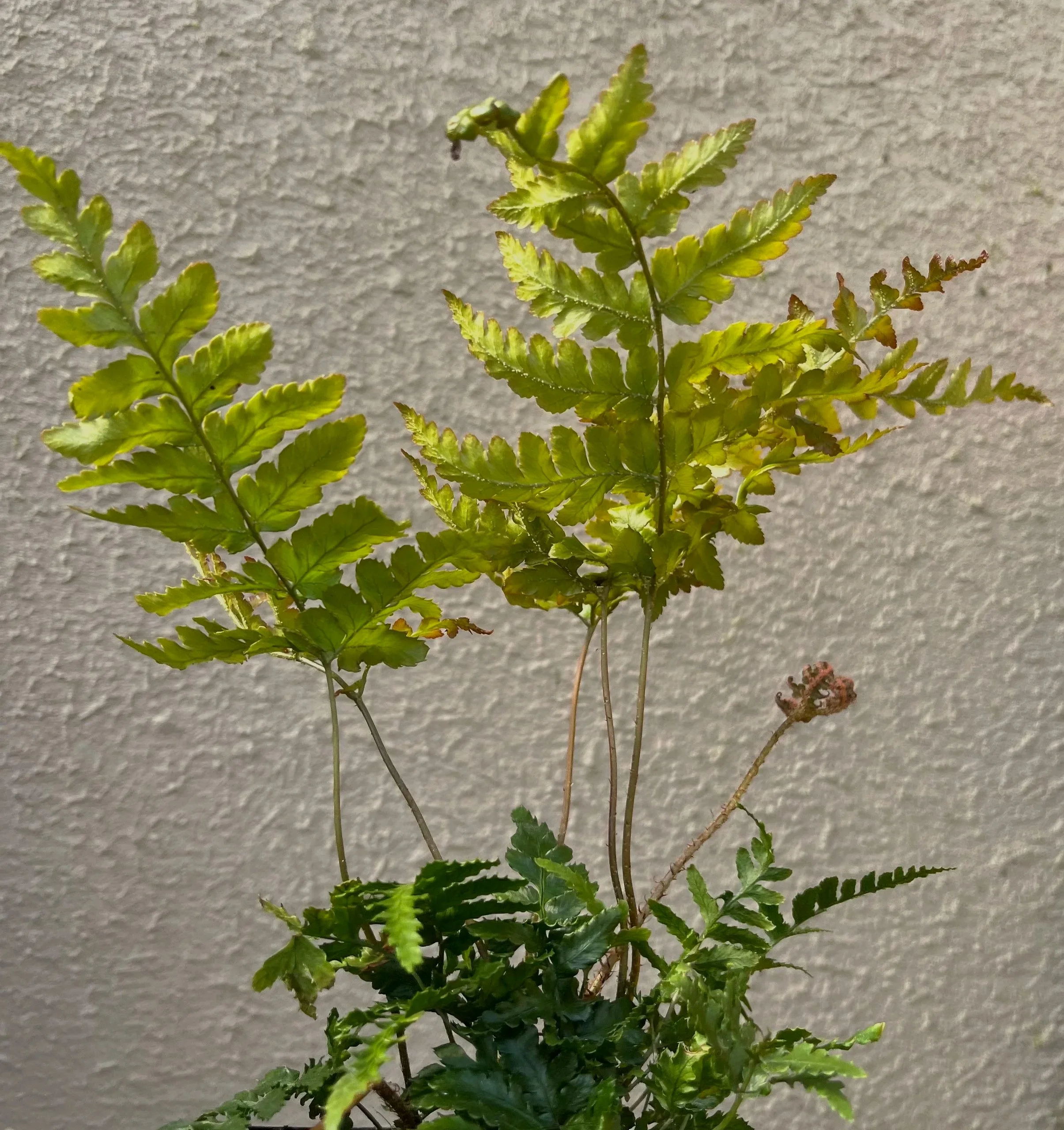 Dryopteris%2Bhondoensis%2B%25285%2529.jpg