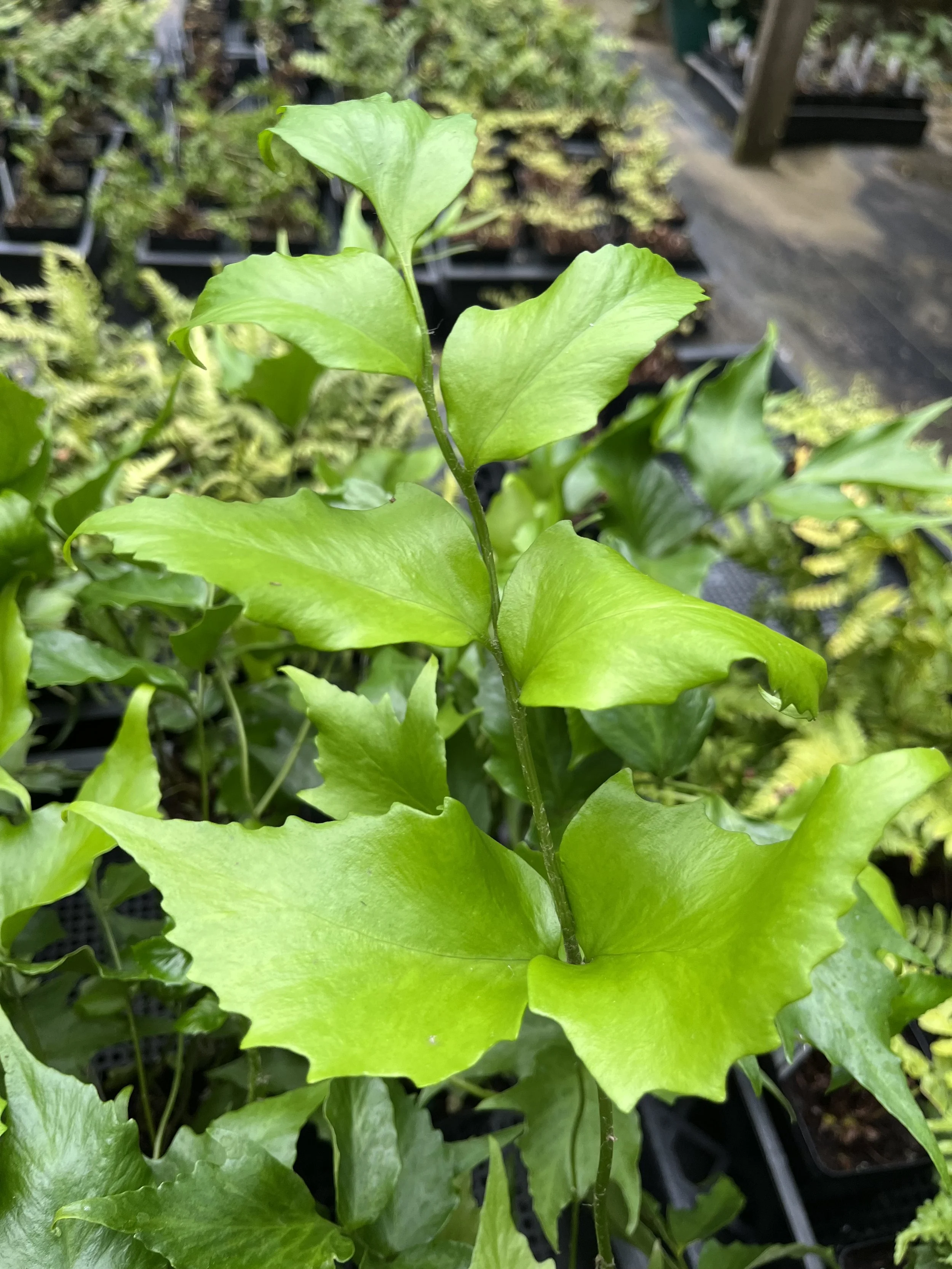 Rochford's Holly Fern (Cyrtomium falcatum 'Rochfordianum')