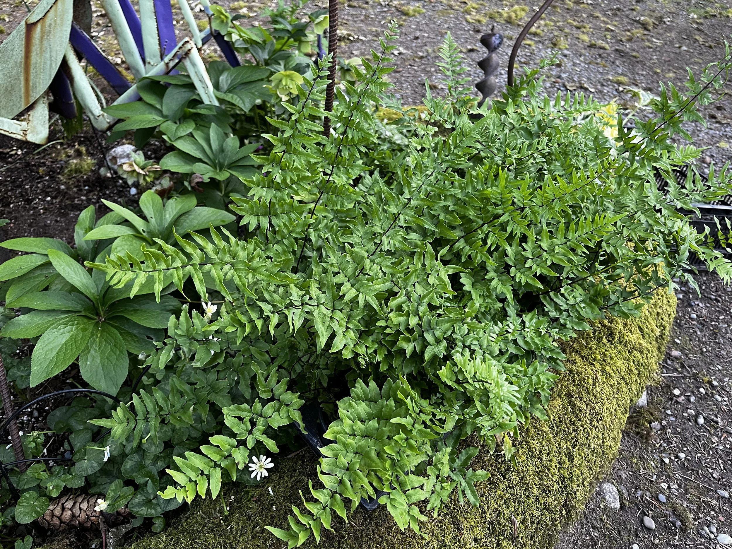 Pellea hastata (4).JPG