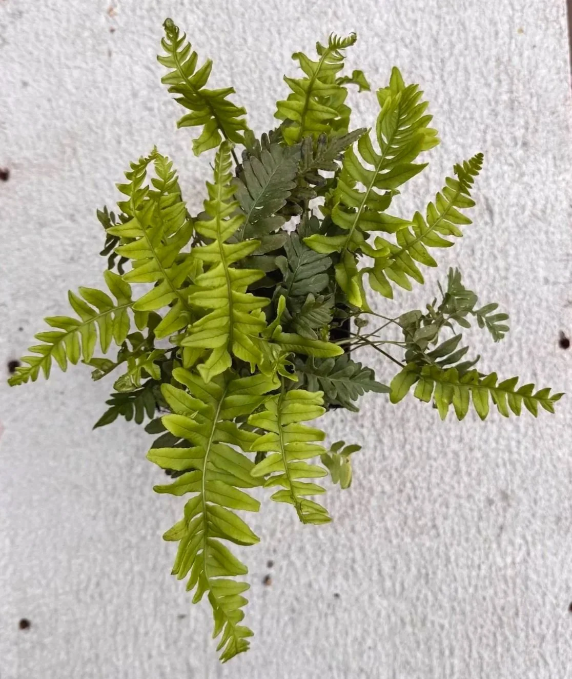 Polypodium%2Bvulgare%2B%2527Bifidomultifidum%2527%2B%25283%2529.jpg