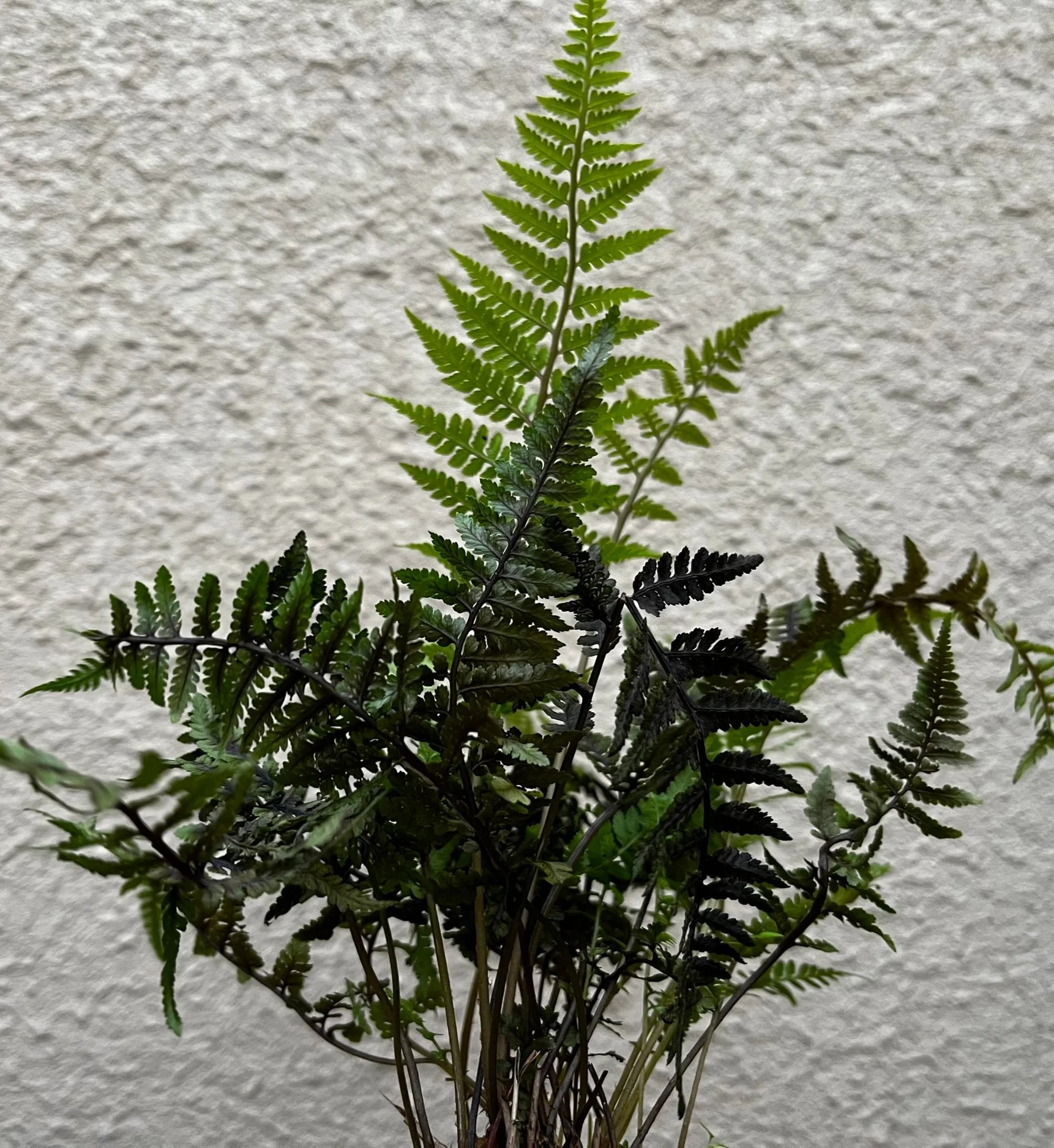 Athyrium+%27Aubergine+Lady%27+%283%29.jpg