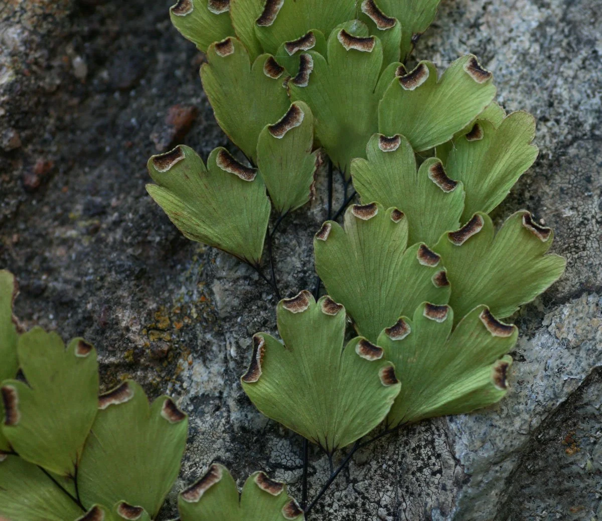Adinatum capillus-veneris spore past.jpg