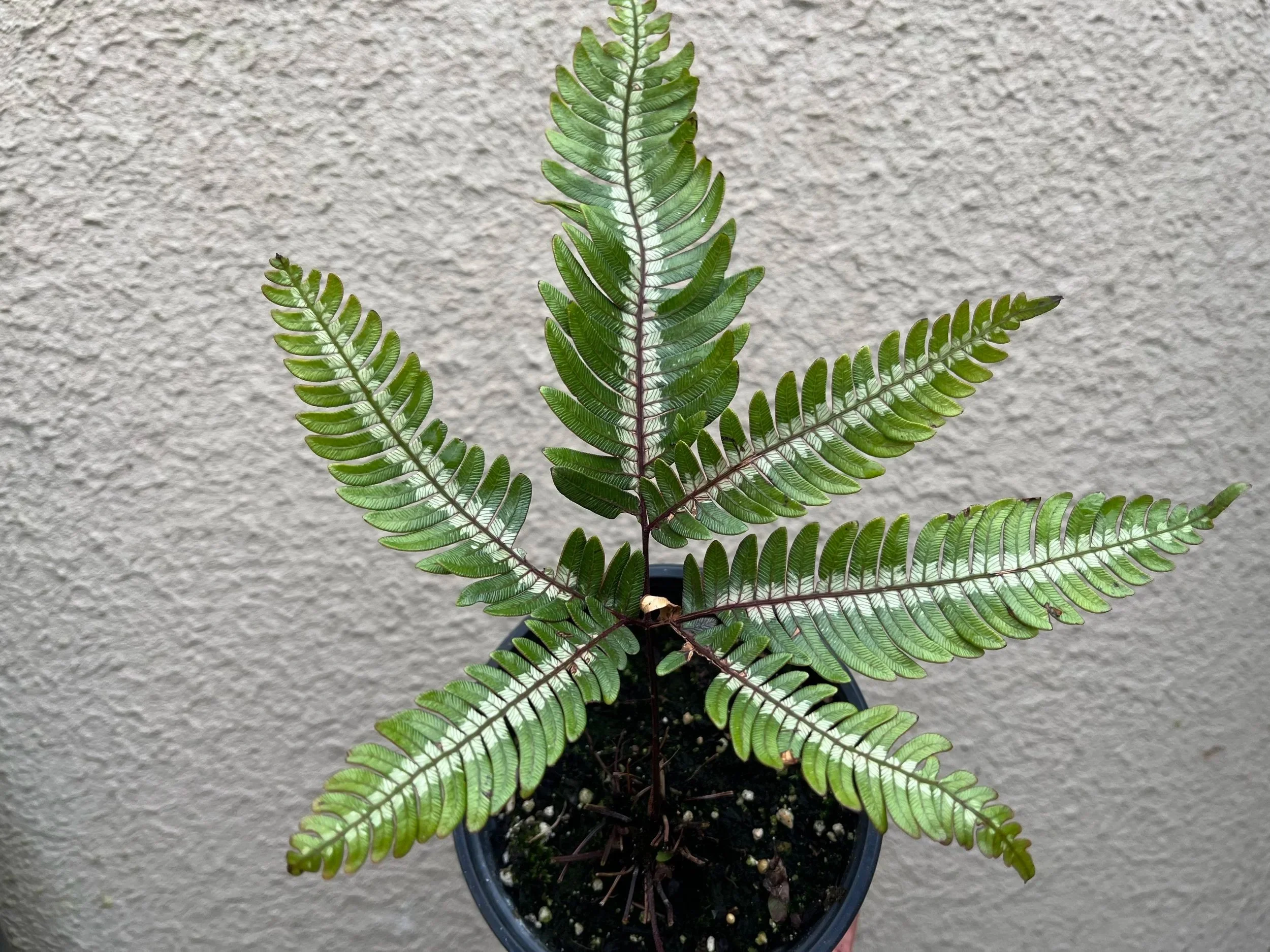 Pteris+aspericaulis+var.+tricolor+%282%29.jpg