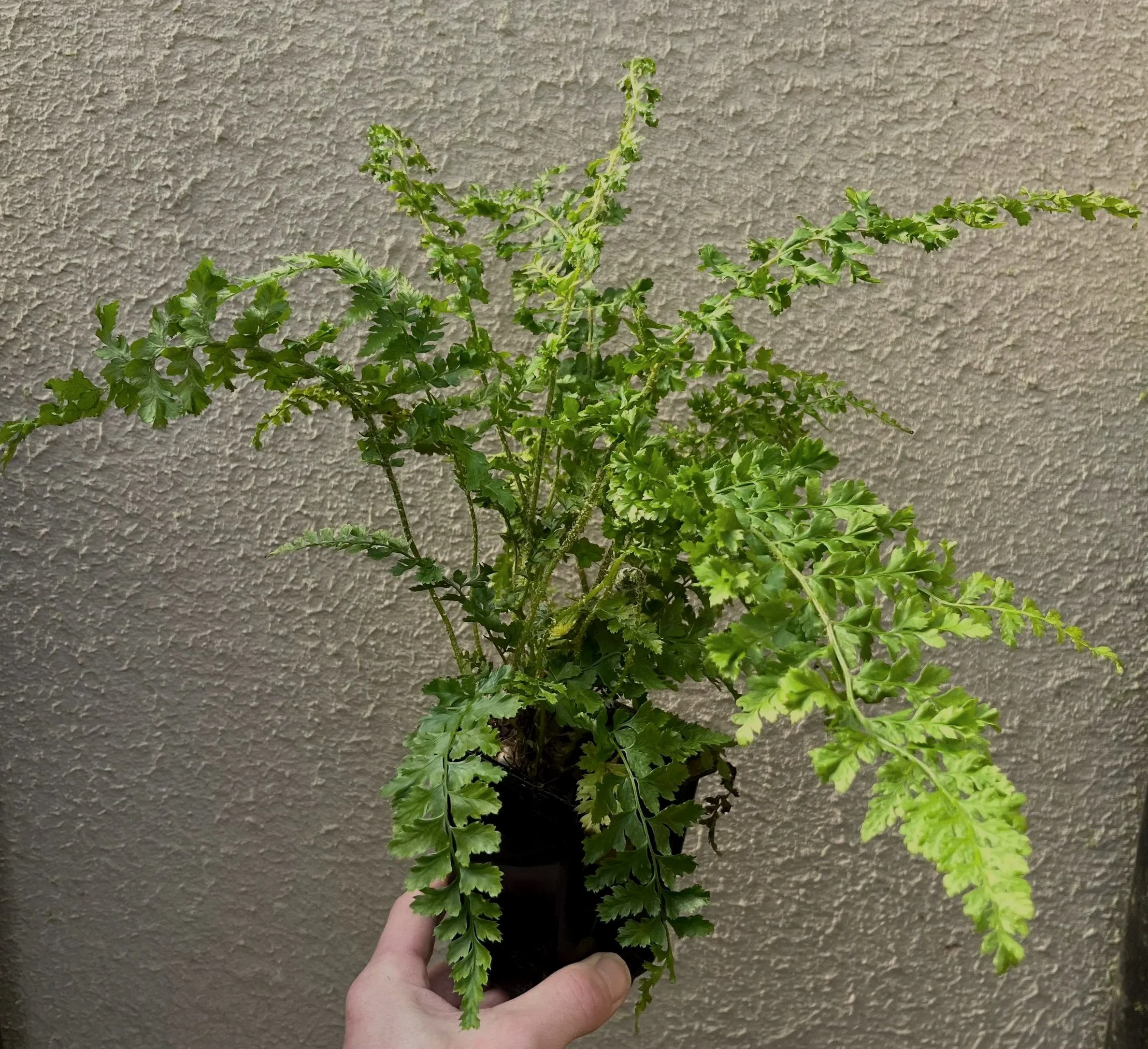 Polystichum%2Bsetiferum%2B%2527Proliferum%2BWollastonii%2527%2B%25283%2529.jpg