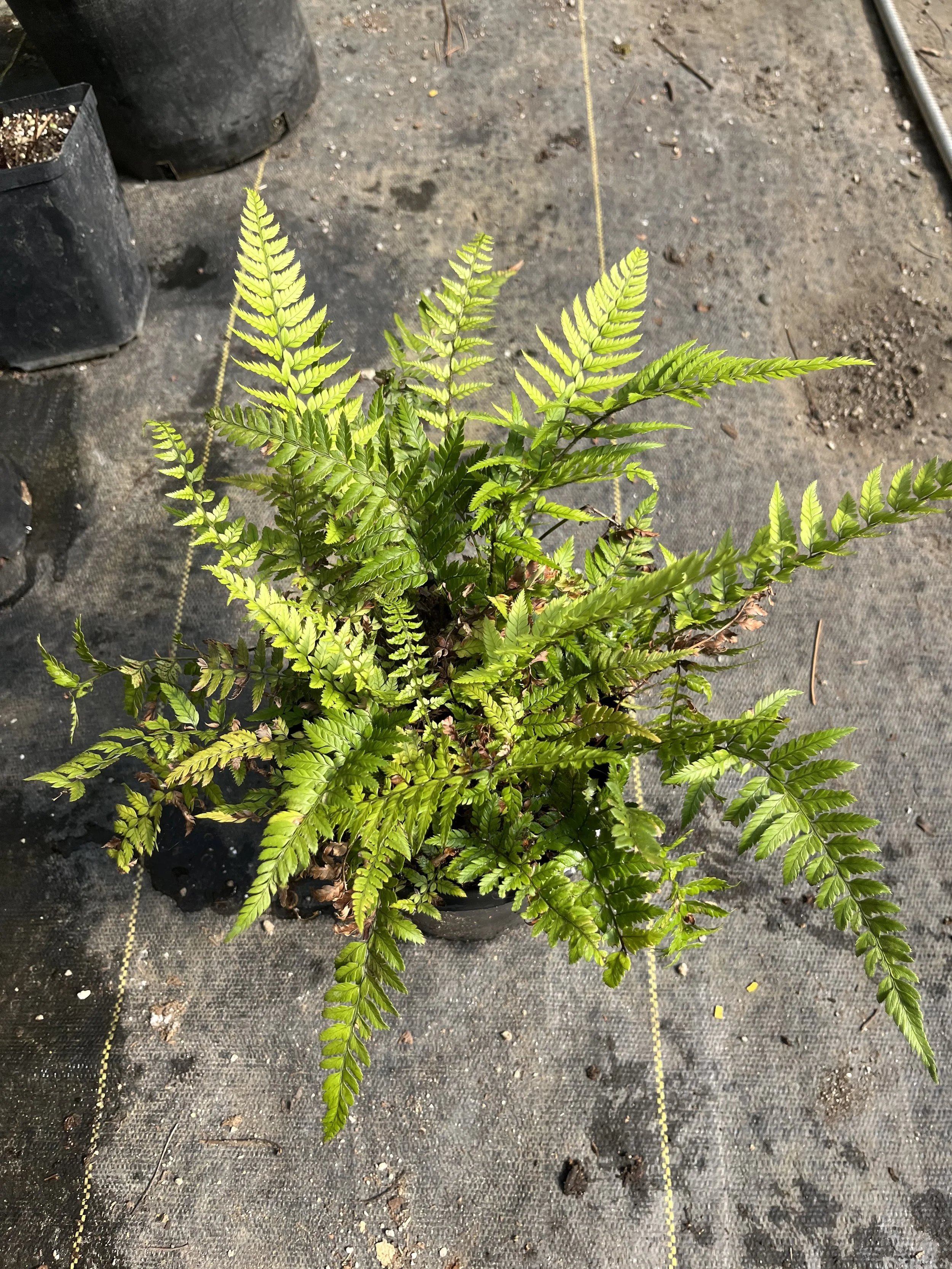 Tsu-shima Holly Fern (Polystichum tsus-simense)