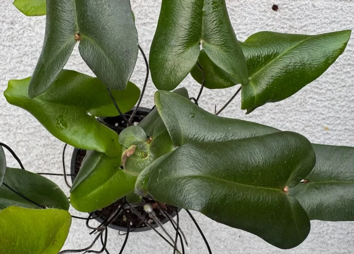 Hemonitis+arifolia+%283%29.jpg