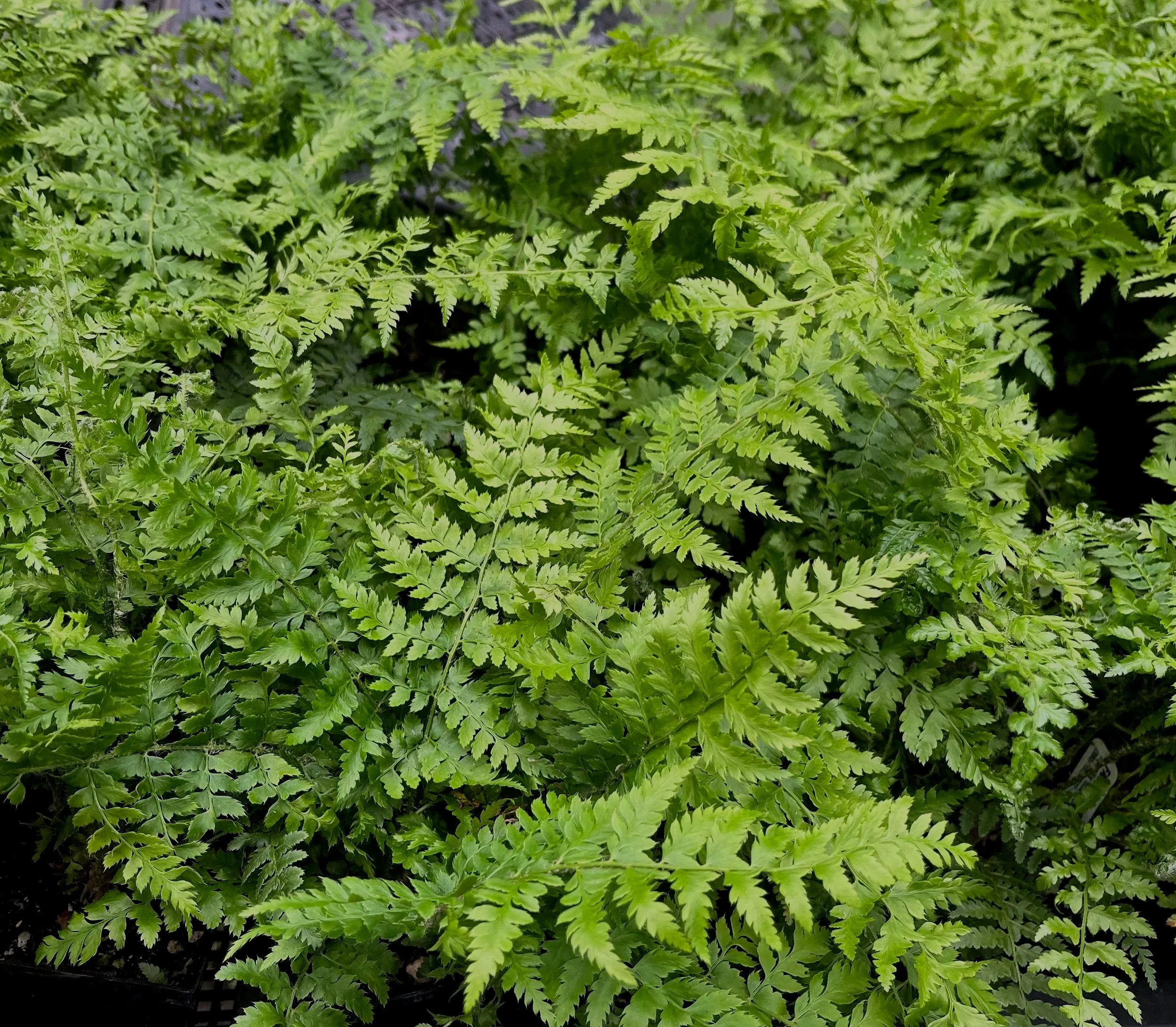 Polystichum%2Bbraunii%2Bnew%2B%25282%2529.jpg