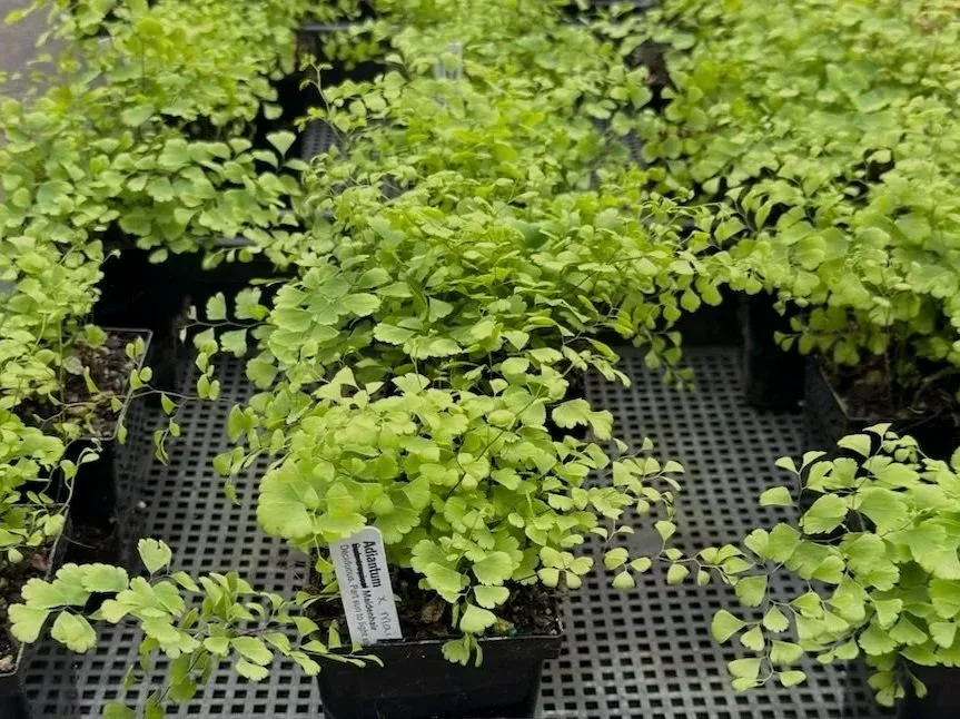 Adiantum%2Bx%2Bmairisii%2B%25285%2529.jpg