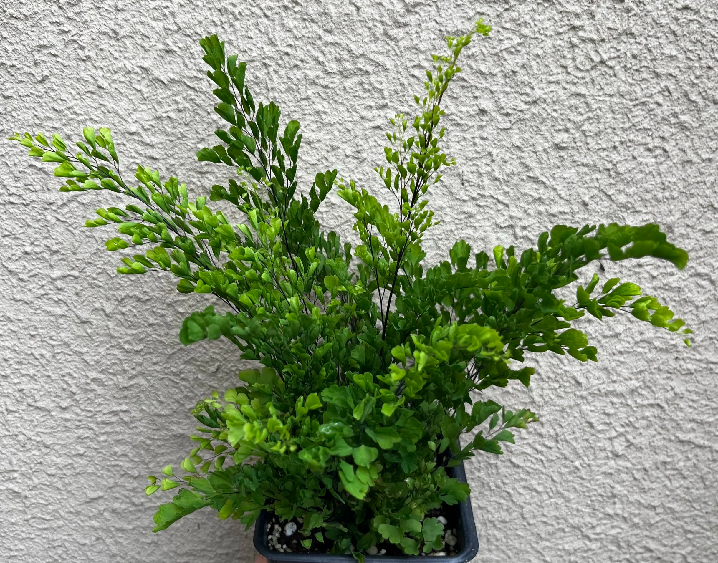 Adiantum+raddianum+%27Lisa%27+%285%29.png