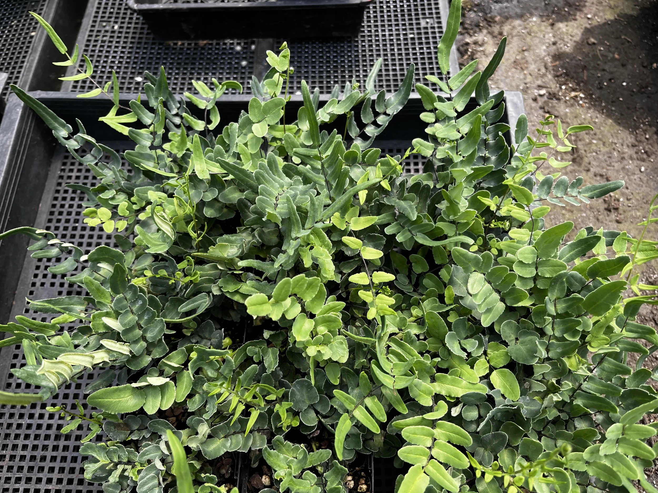 Pellaea atropurpurea (2).JPG