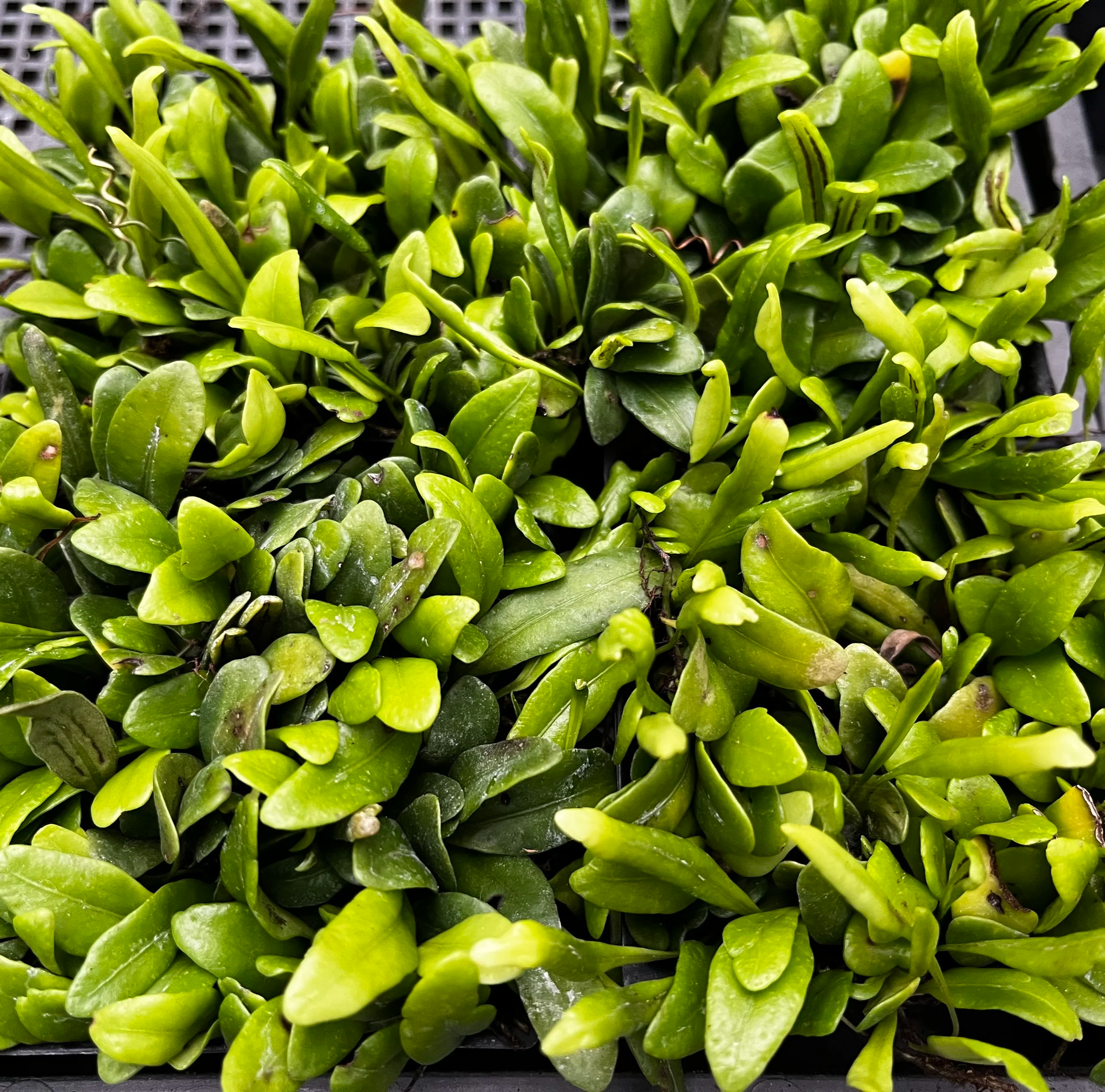Lemmaphyllum+microphyllum+%281%29.png